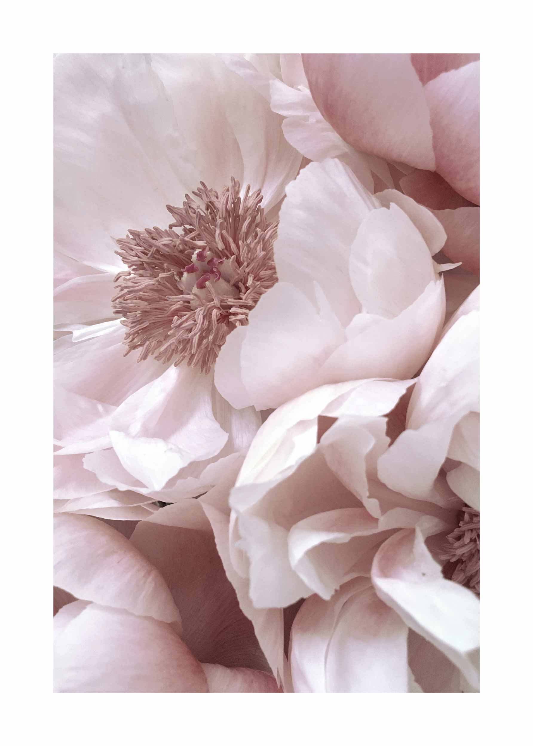 Pink Peony No.3 Poster - Blumenfotografie (21x30 cm)