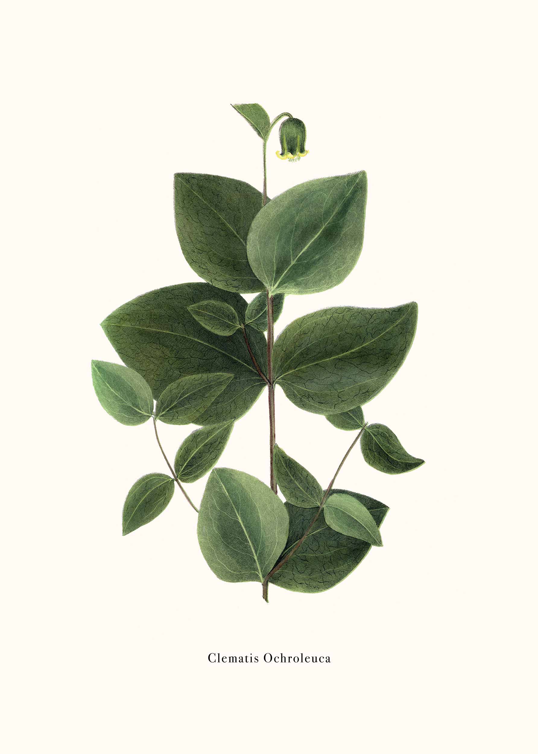 Green Clematis Poster - Botanische Illustration (21x30 cm)