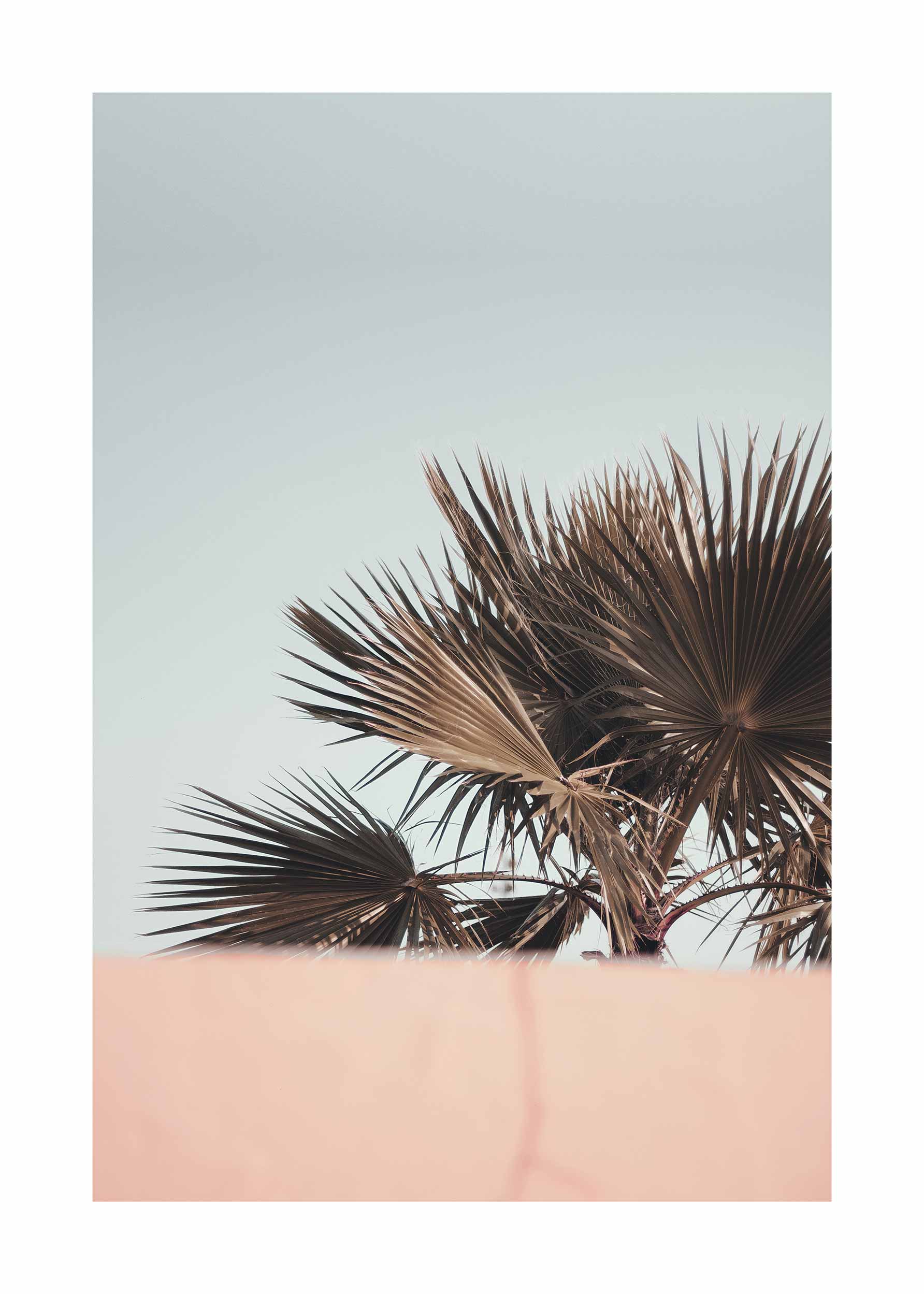 Palm Tree Crown Poster - Nature illustration (50x70 cm)