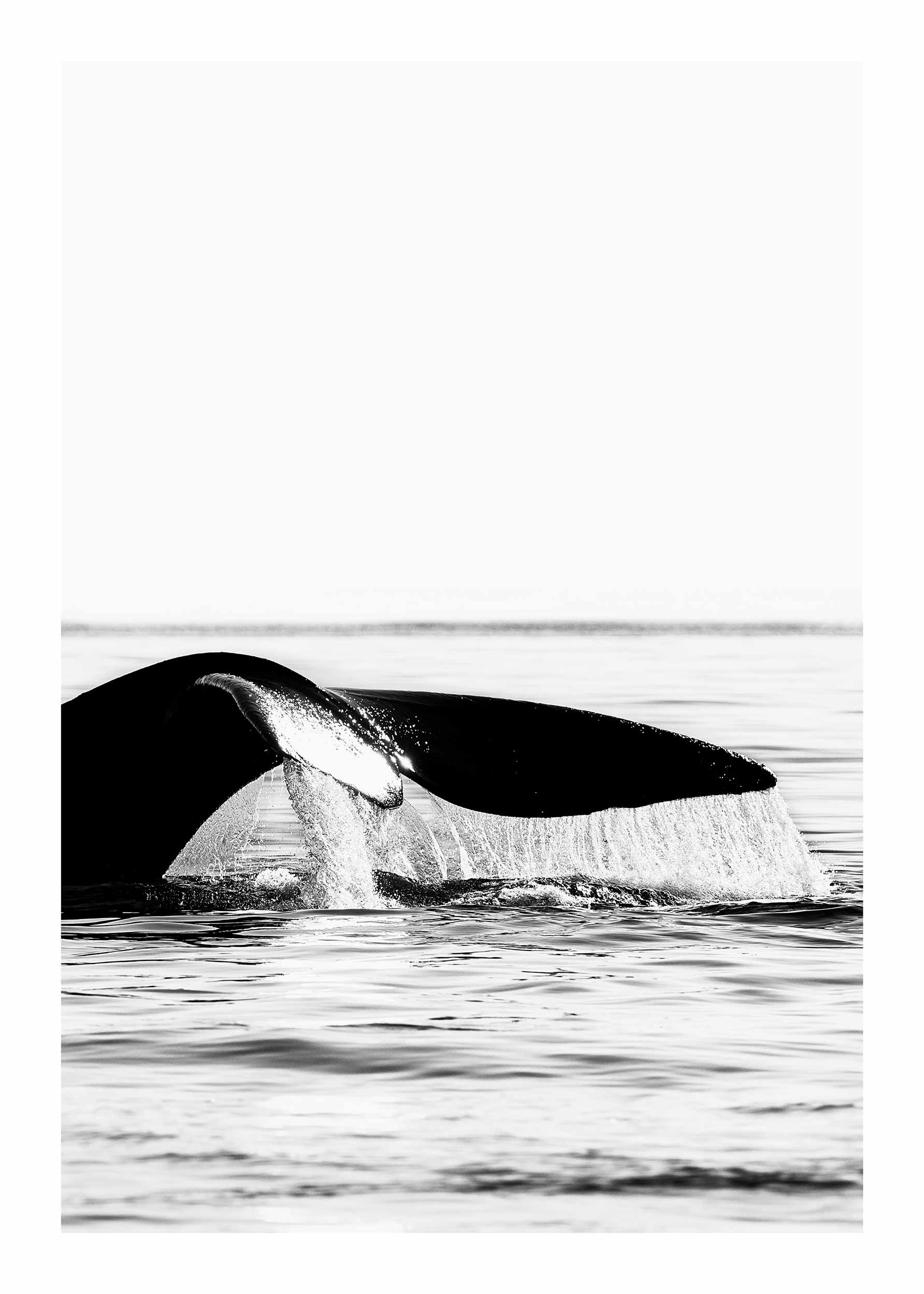 Whale Tail Poster - Tierfotografie in Schwarzweiß (40x50 cm)