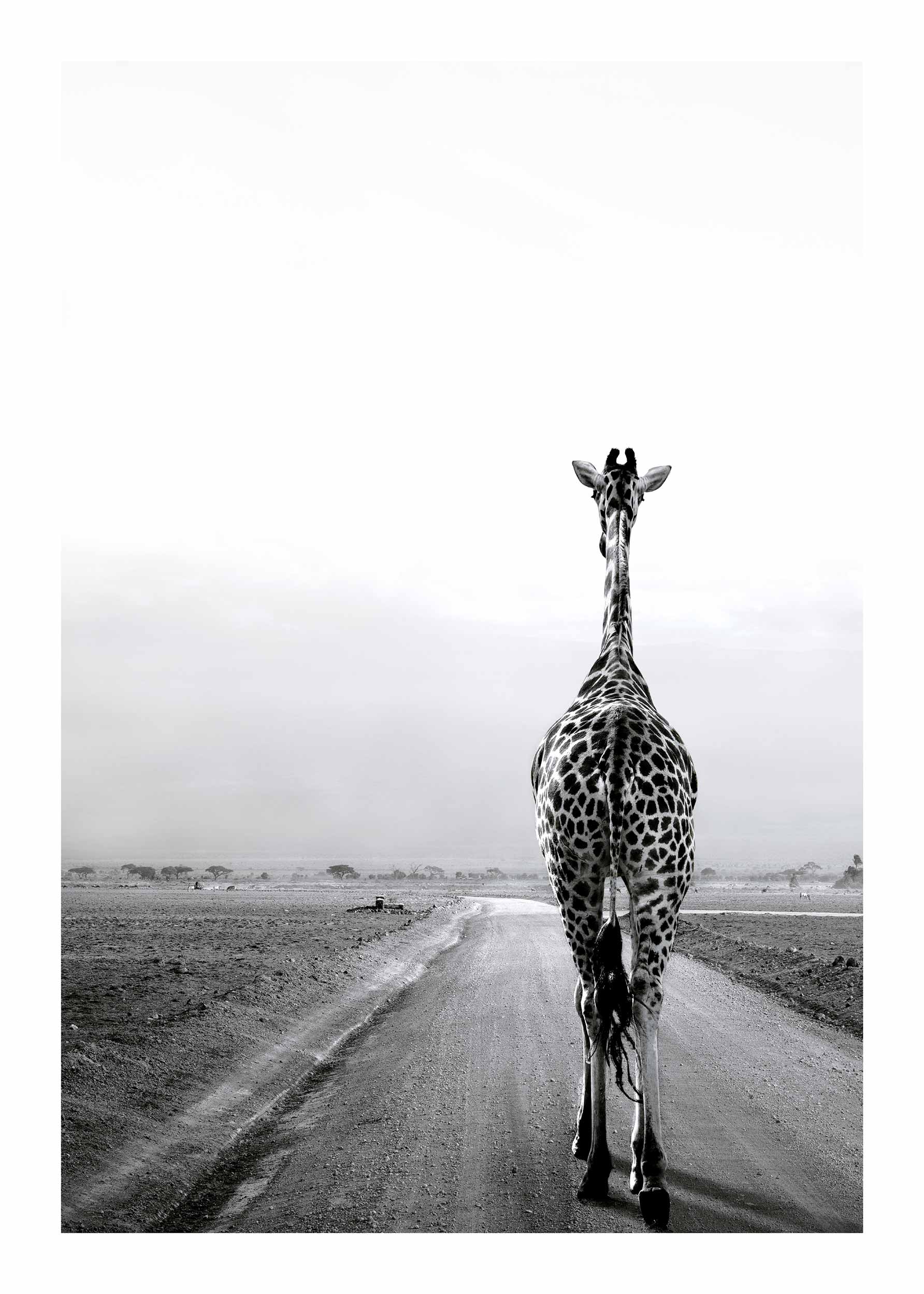 Giraffe on the Road Poster - Black and white giraffe photo (50x70 cm)