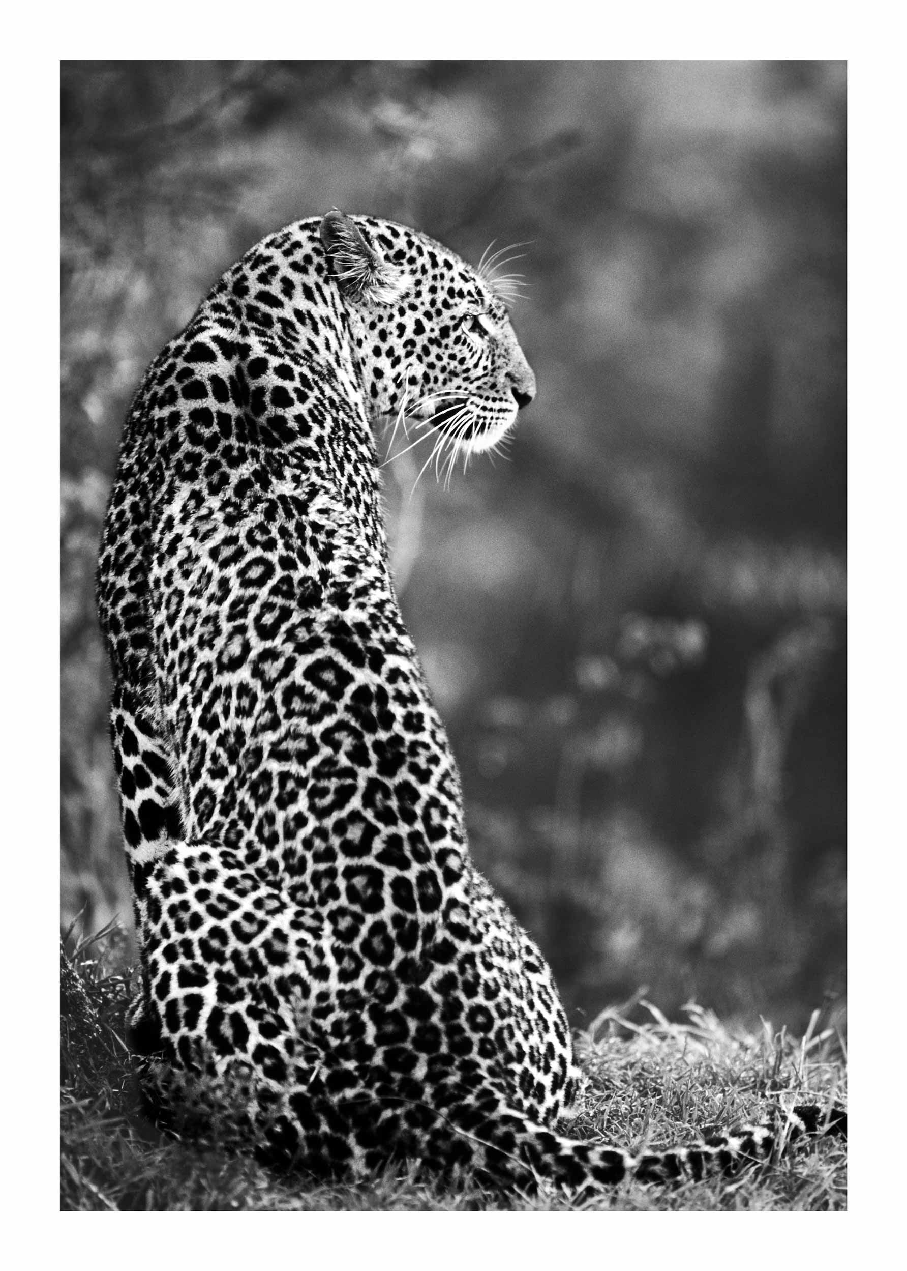 Sitting Leopard Poster - Schwarzweiße Tierfotografie (40x50 cm)