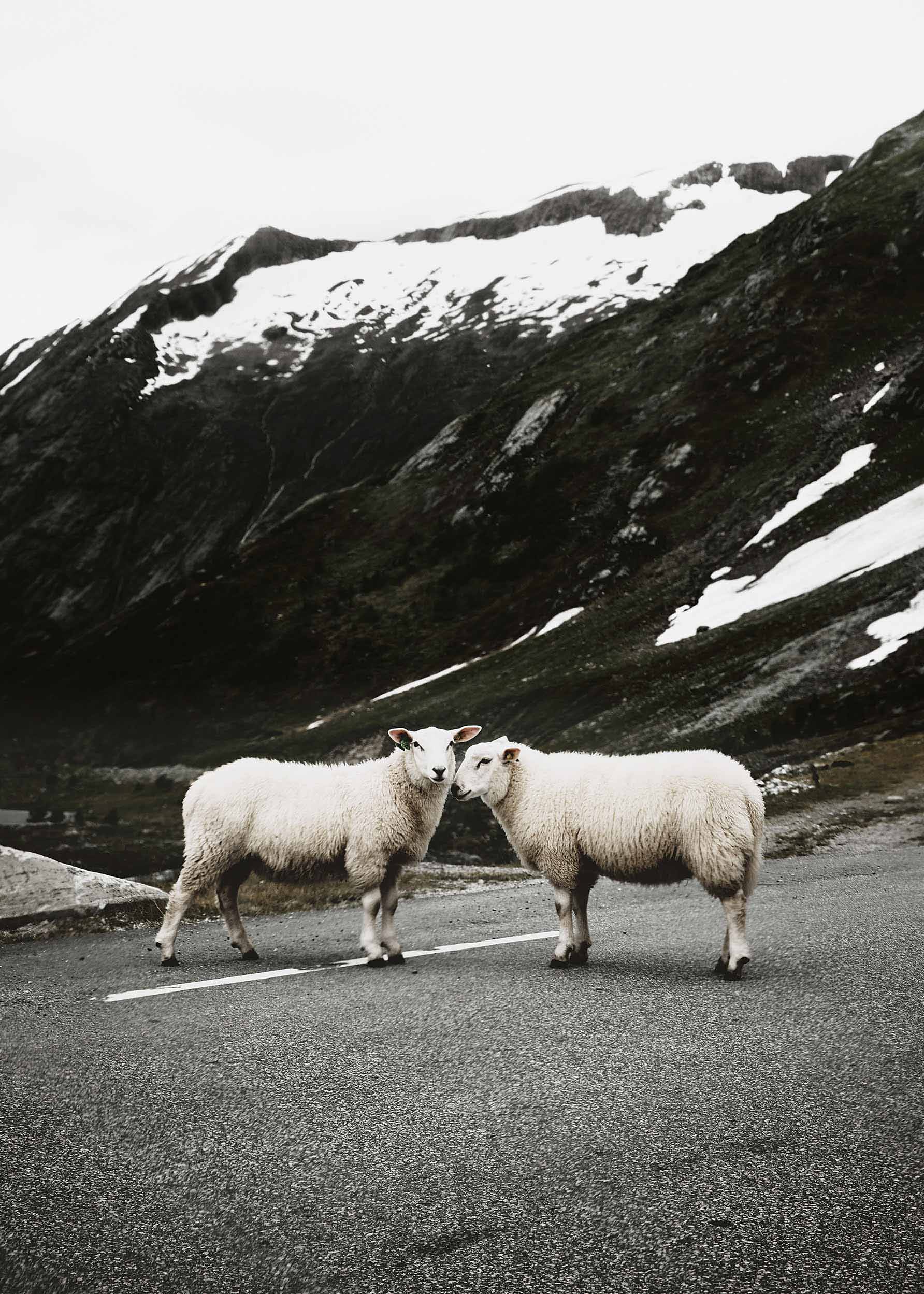 Sheep on the Road Poster - Tierlandschaftsfotografie (50x70 cm)