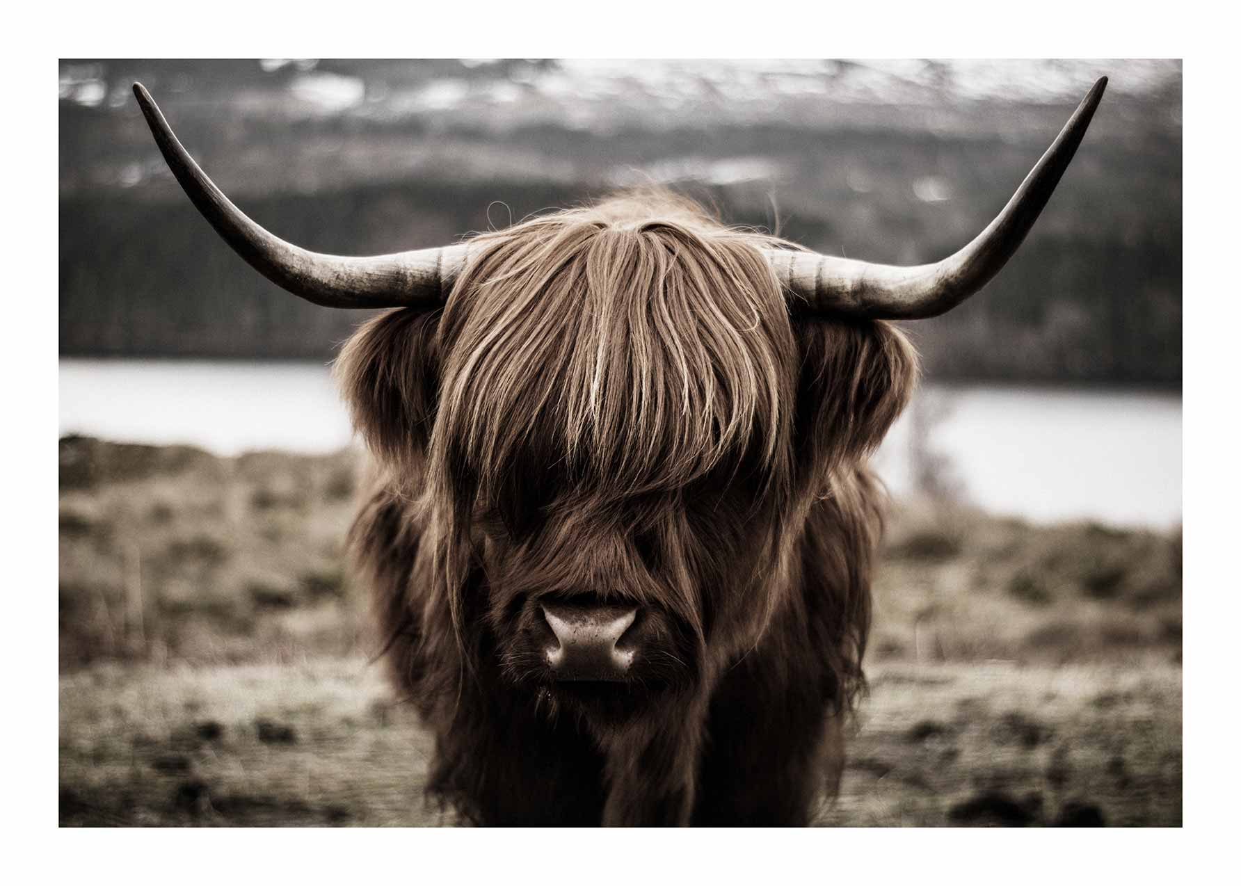 Highland Cow Poster - Animal photography (50x70 cm)