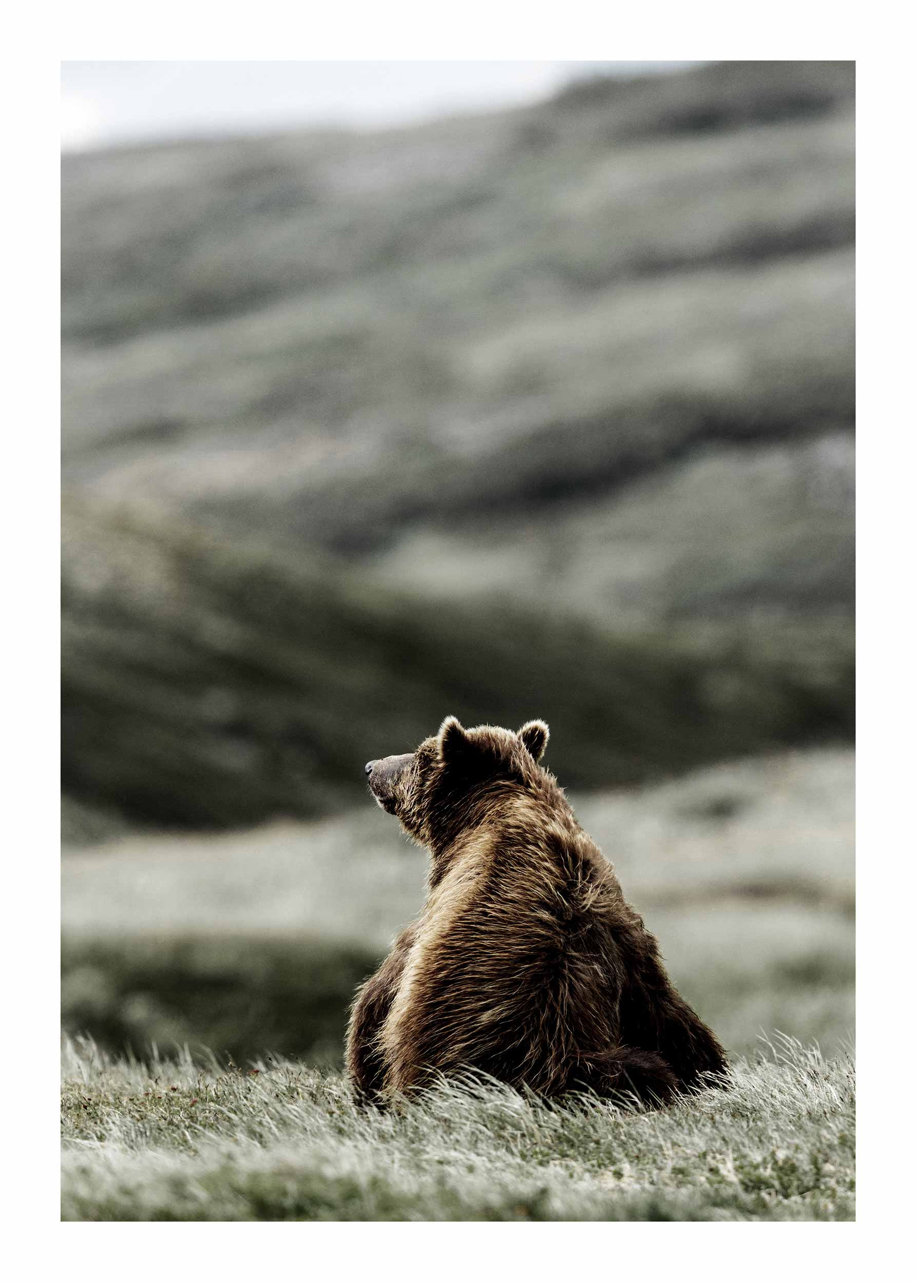 Chilling Bear poster - Animal photography (50x70 cm)