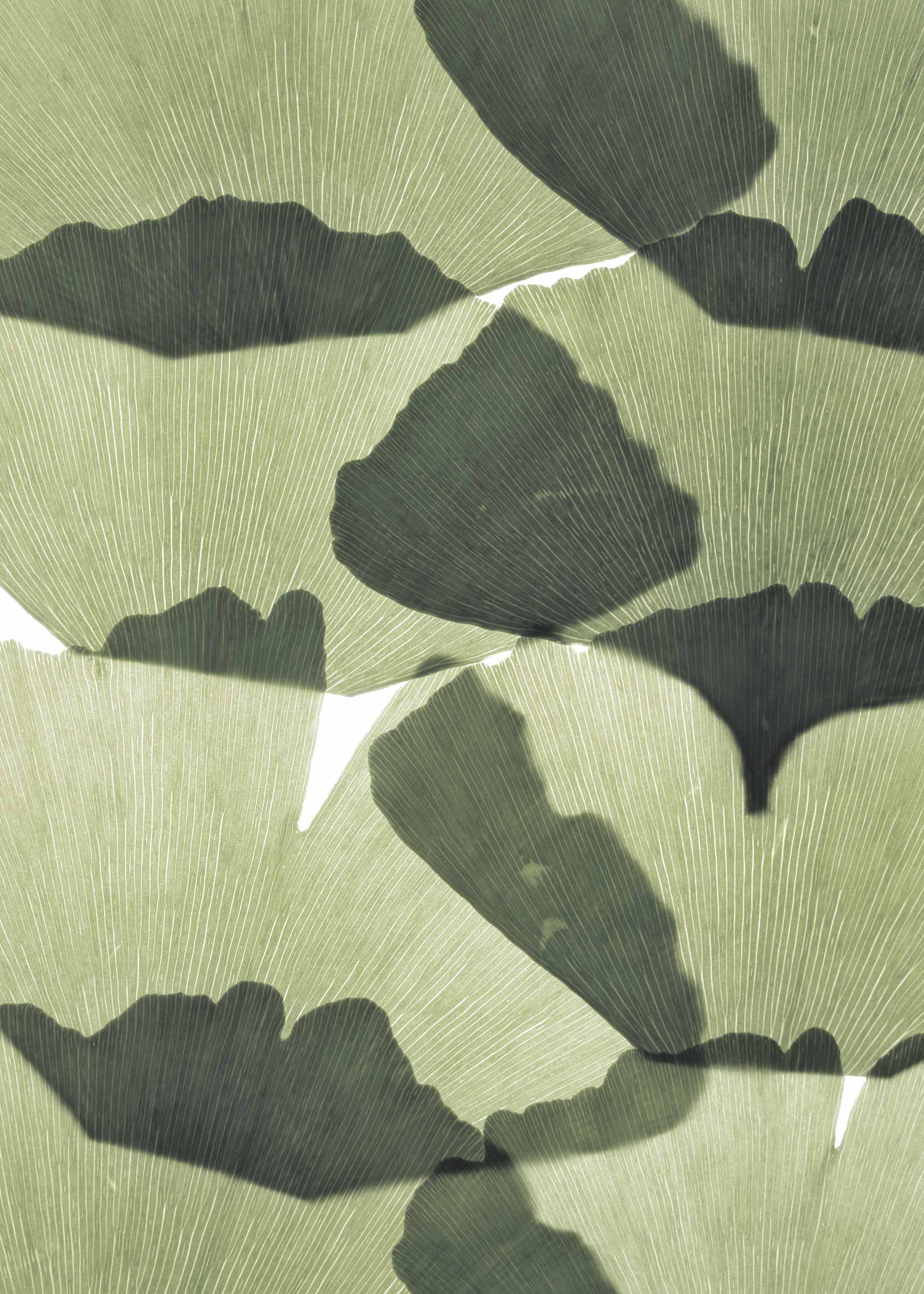 Ginkgo Leaves plakat - Botanisk illustration (40x50 cm)