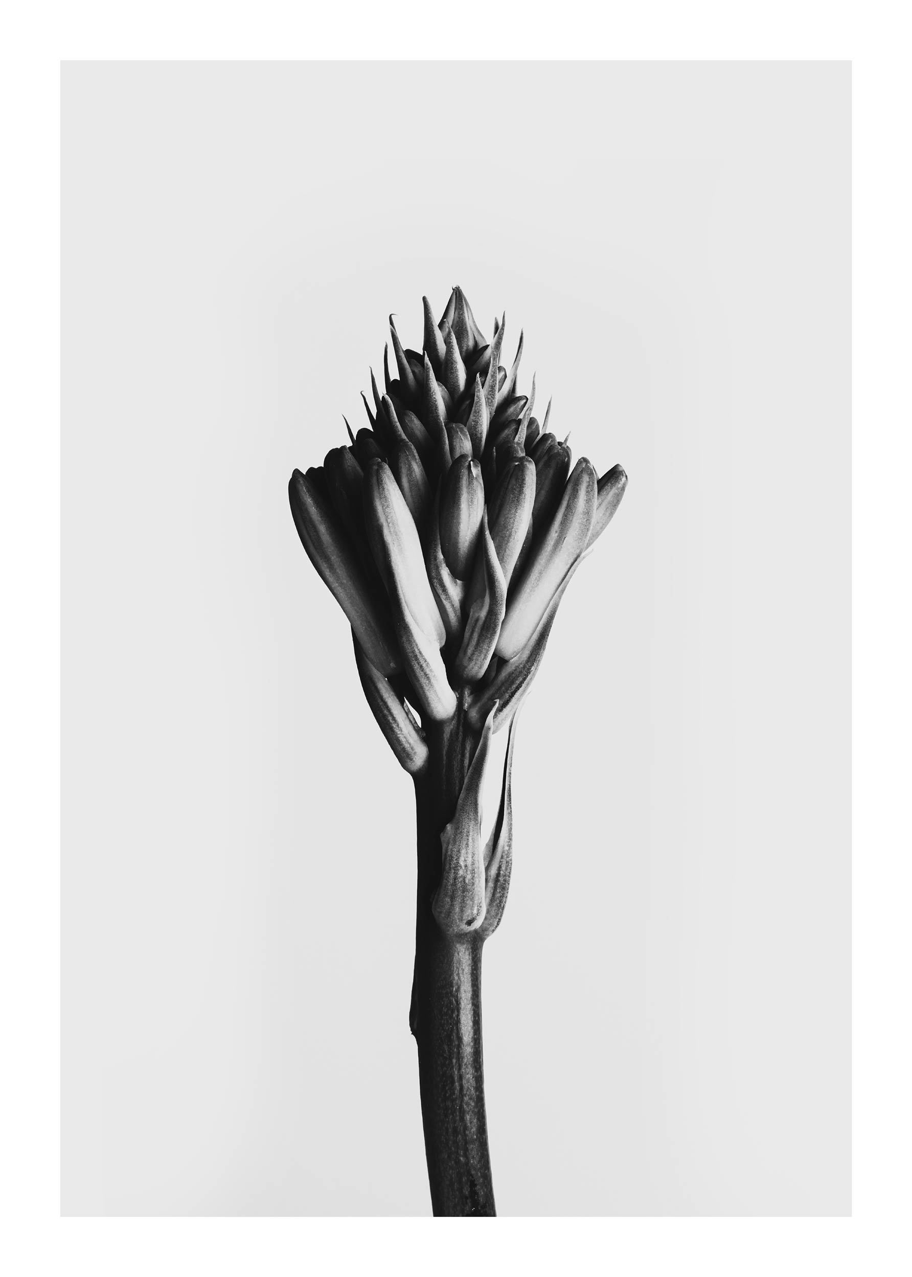 B&W Plant No.2 plakat - Sort-hvid blomsterillustration (30x40 cm)