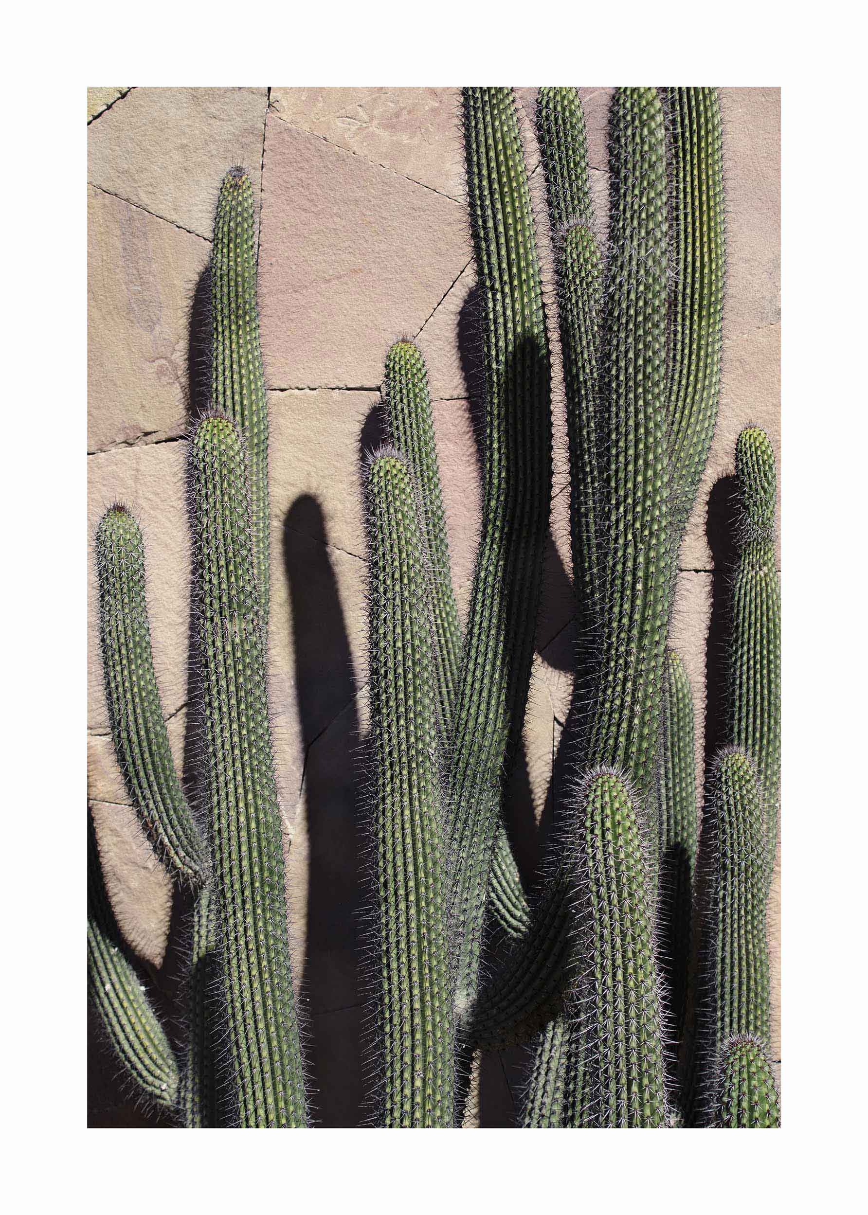 Cactus Wall poster - Botanical photography (30x40 cm)