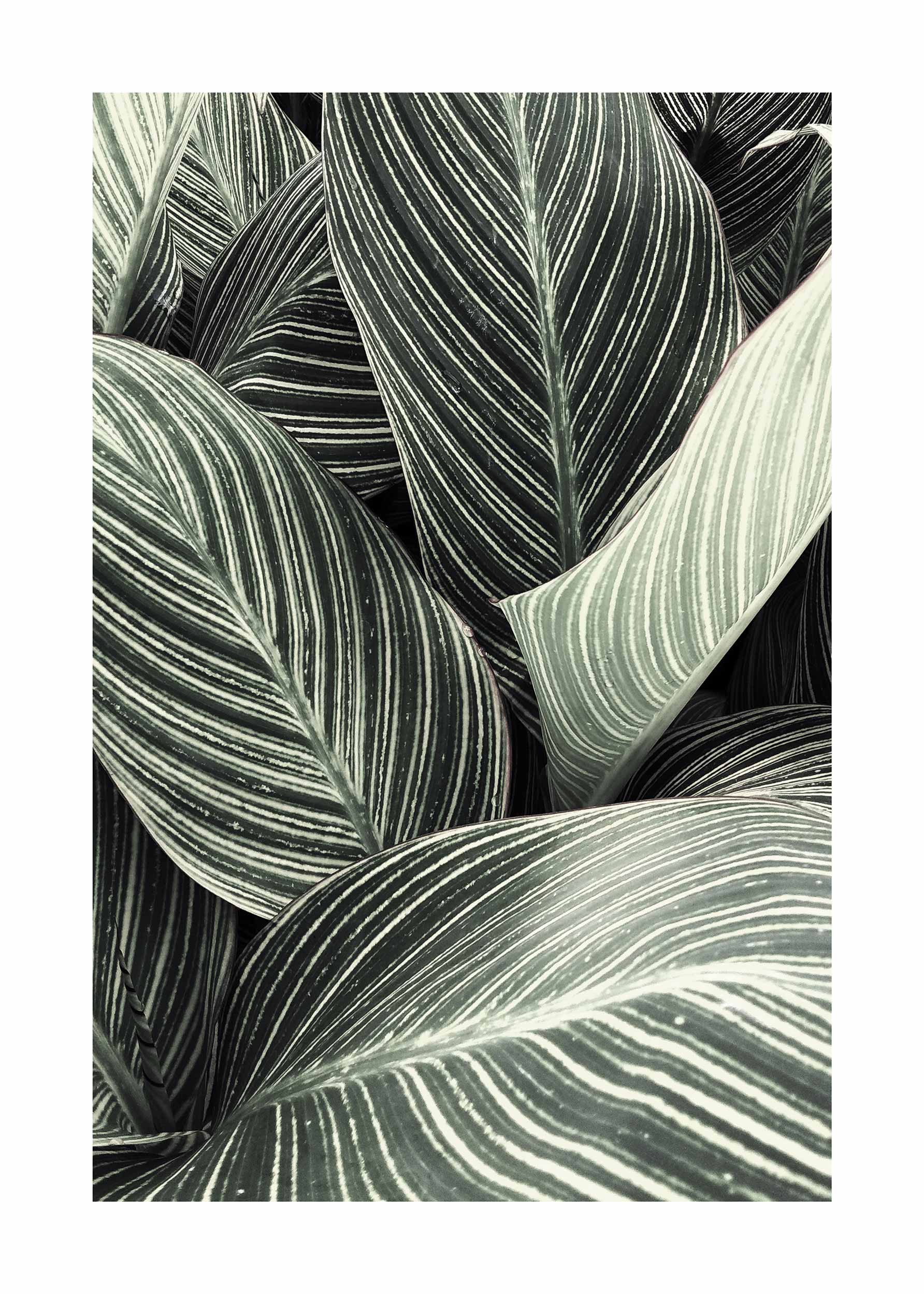 Palm Leaves Close-Up Poster - Botanical leaf illustration (50x70 cm)