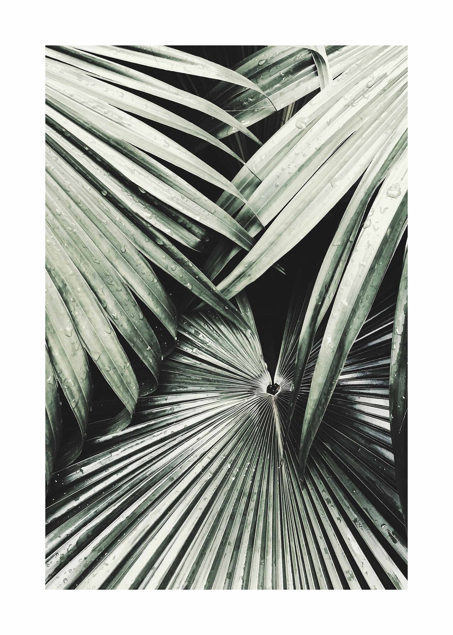 Dark Palm Leaves Poster - Botanical illustration (40x50 cm)