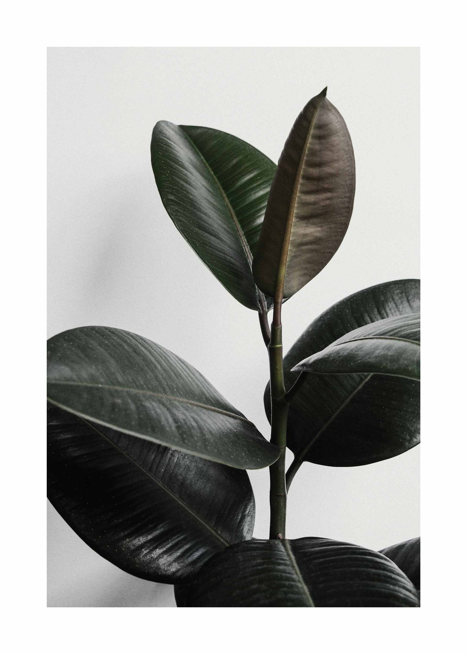 Ficus Elastica Tree No.2 Poster - Blätter Fotografie (30x40 cm)