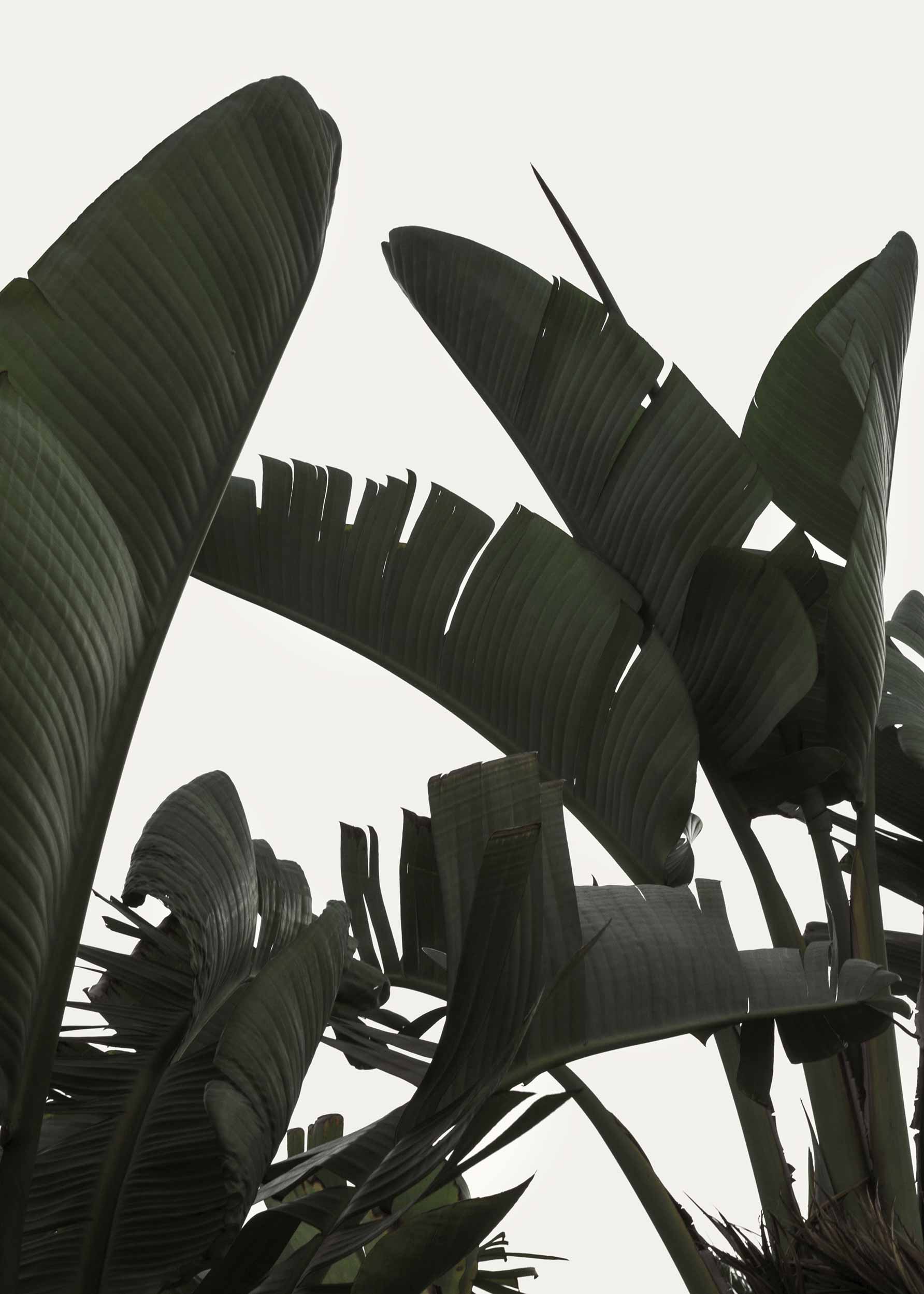 Banana Tree Leaves poster - Botanisk illustration (30x40 cm)