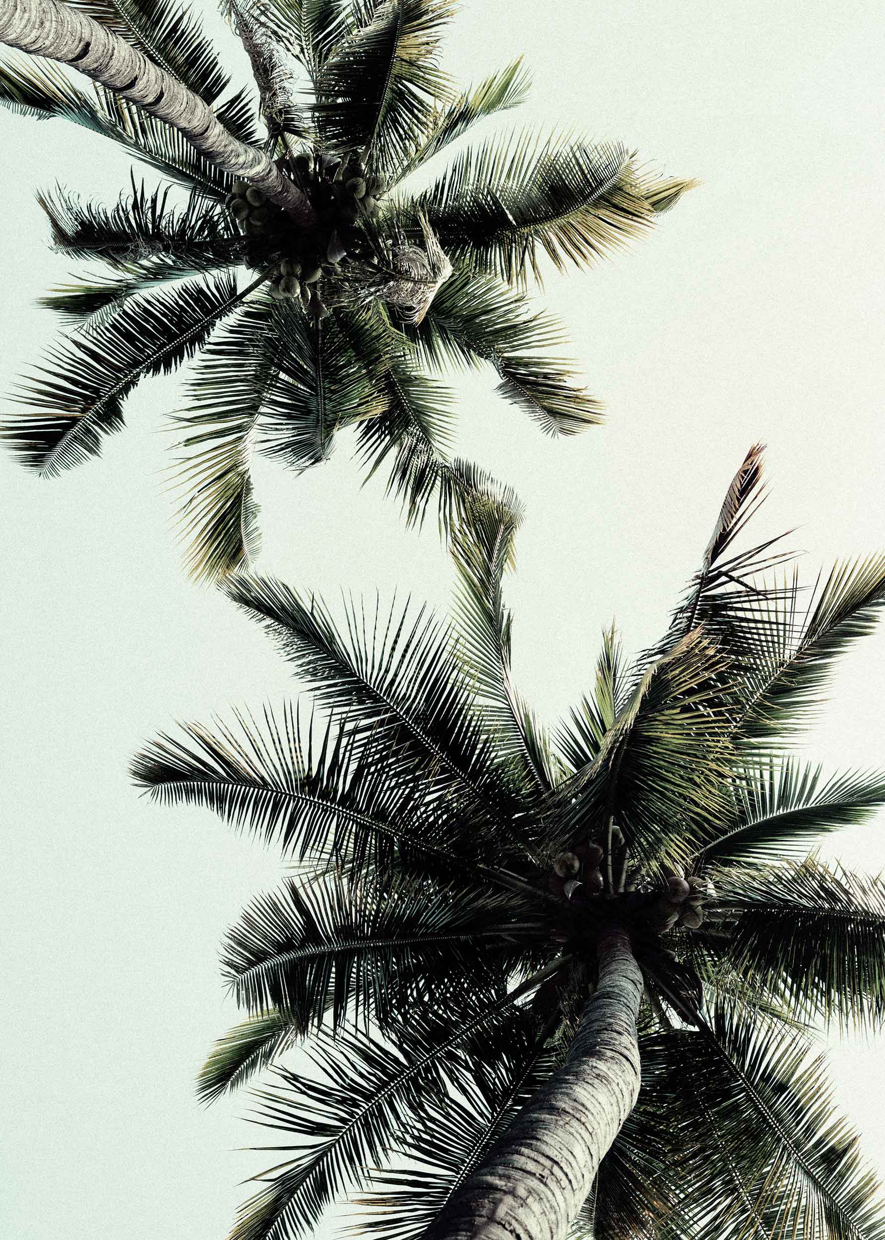 Coconut Palm Tree Poster - Nature photography (30x40 cm)