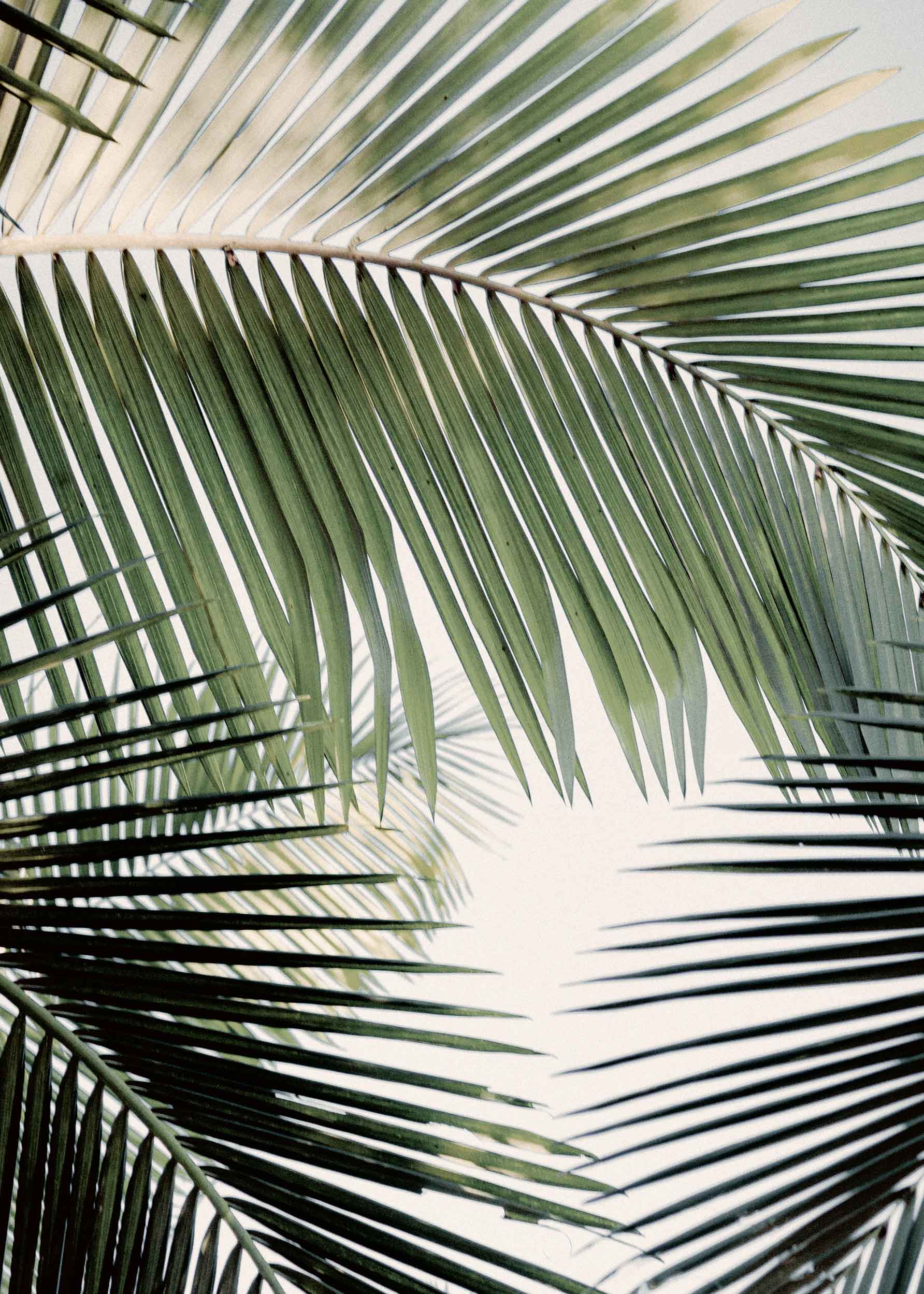 Bright Sky Palm Tree Poster - Blättergrafik (30x40 cm)