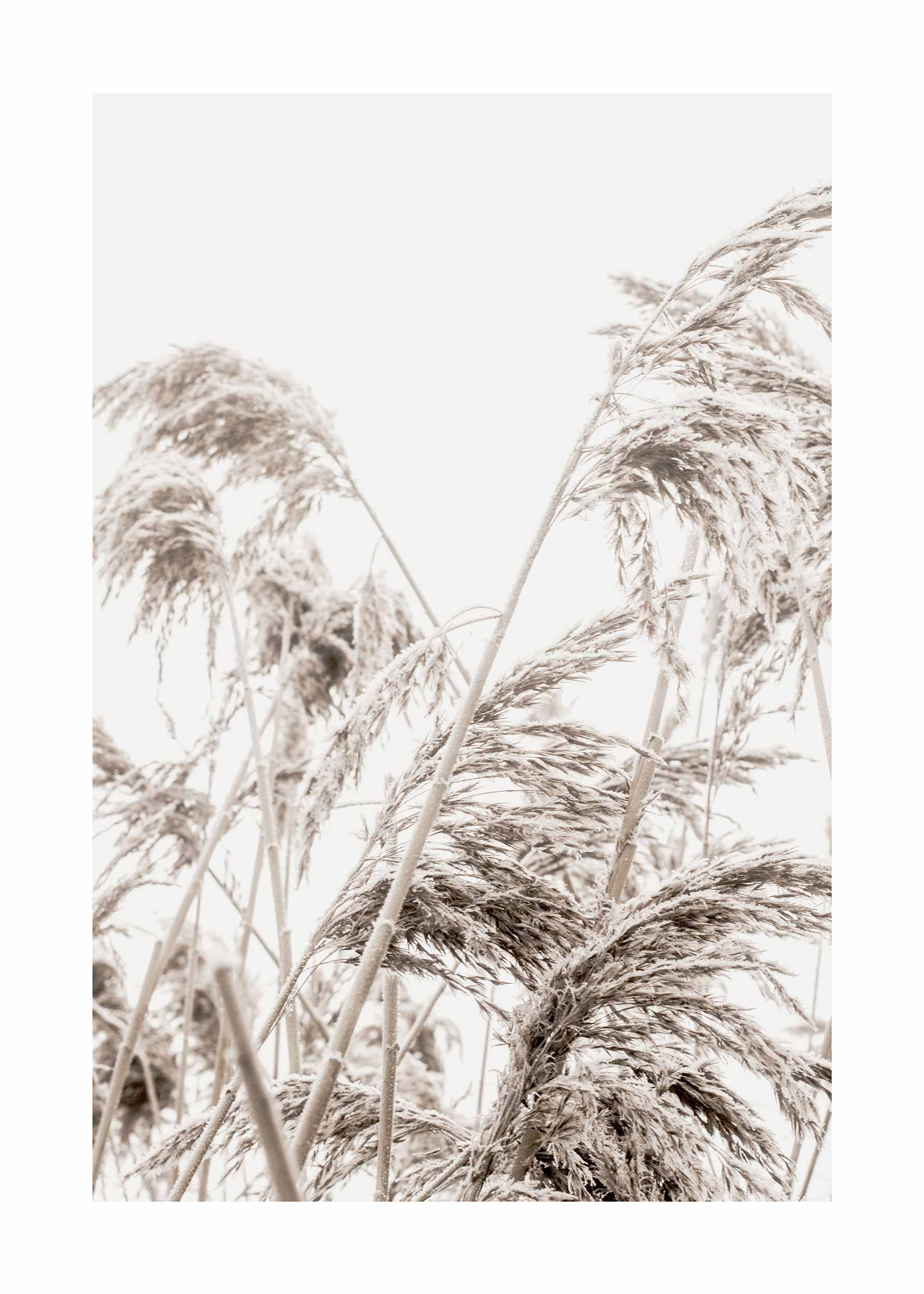 Autumn Reeds Poster - Nature photography (50x70 cm)