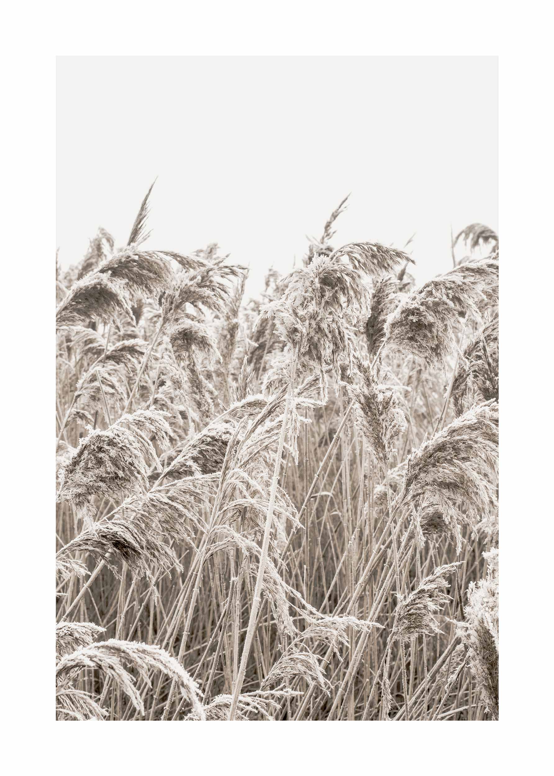 Golden Grass Poster - Nature photography (50x70 cm)