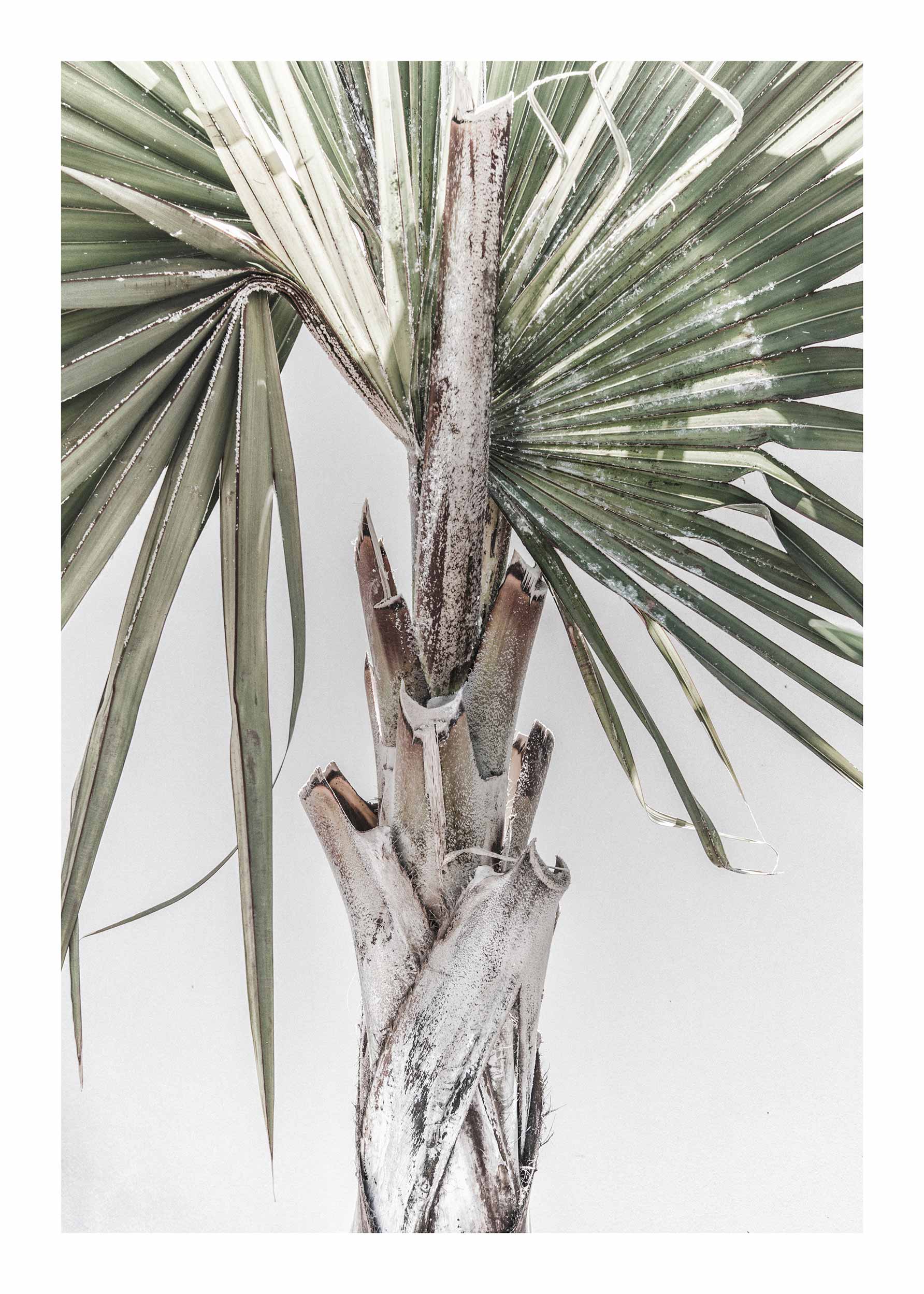 Calm Palm Poster - Palm illustration (30x40 cm)