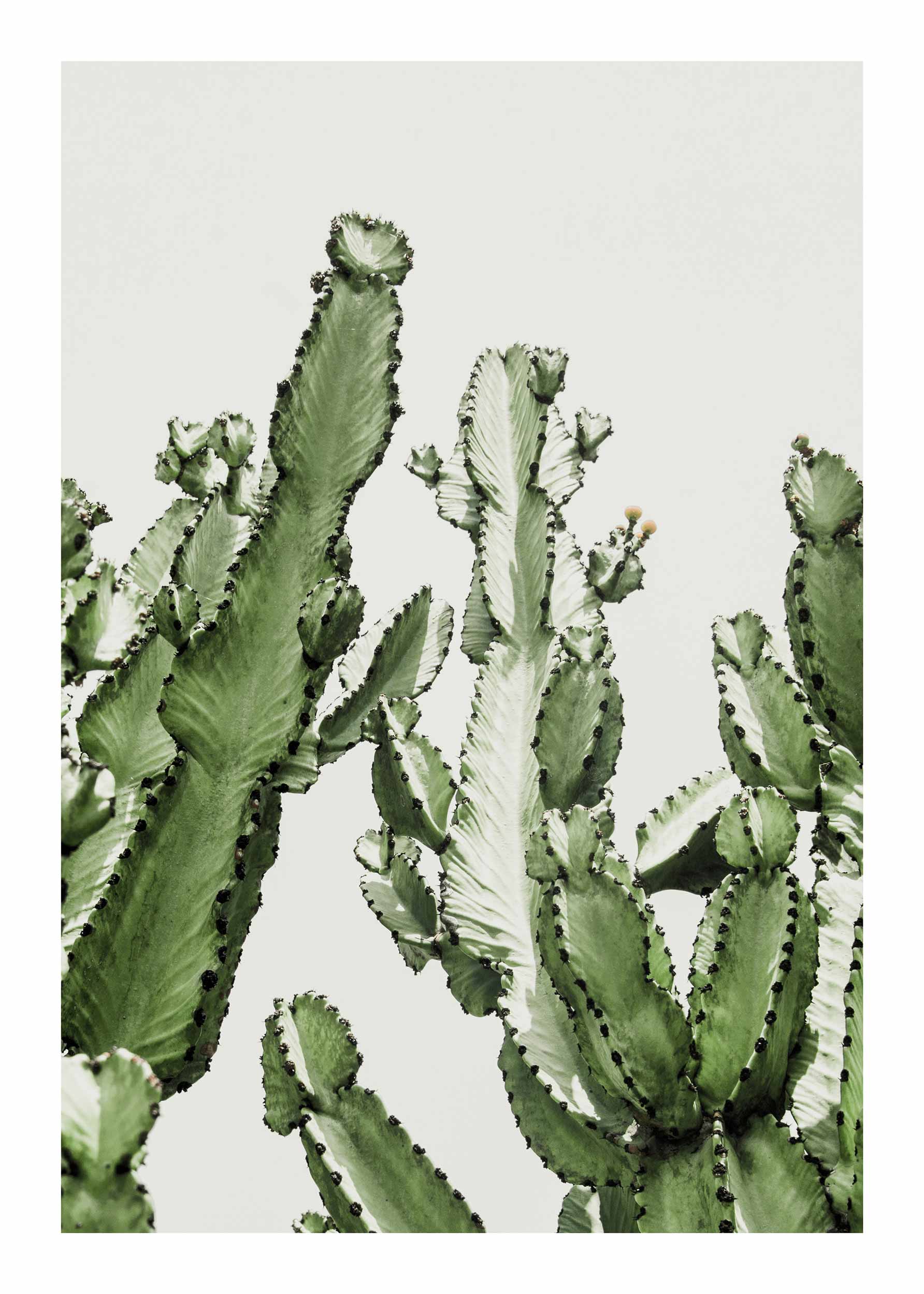 Green Cacti Poster - Pflanzenillustration (30x40 cm)
