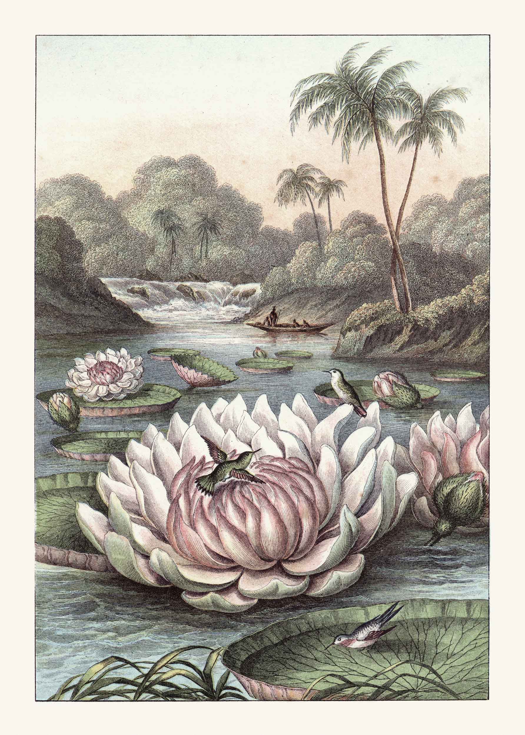 Vintage Water Lily Poster - Botanical illustration (30x40 cm)