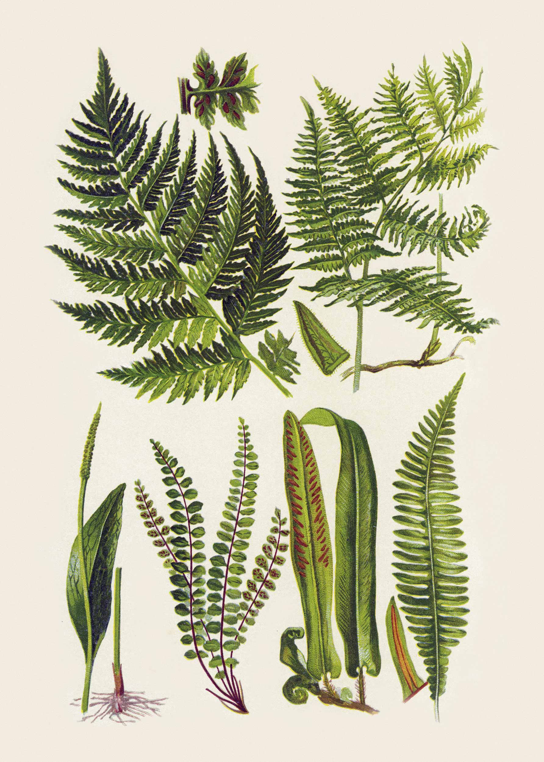 Vintage Herbs Poster - Botanical illustration (50x70 cm)