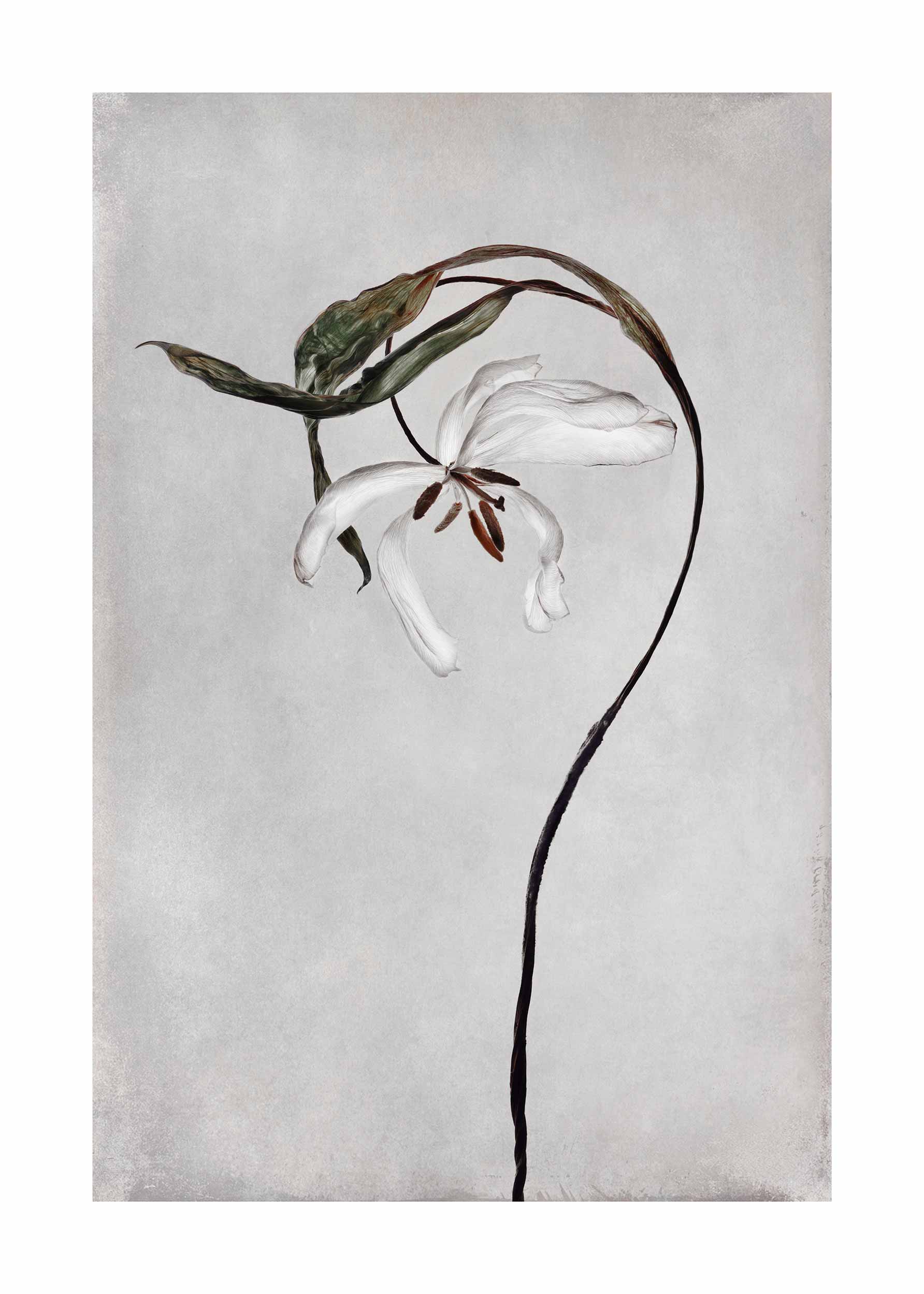 Dried Tulip Poster - Blumenillustration (21x30 cm)