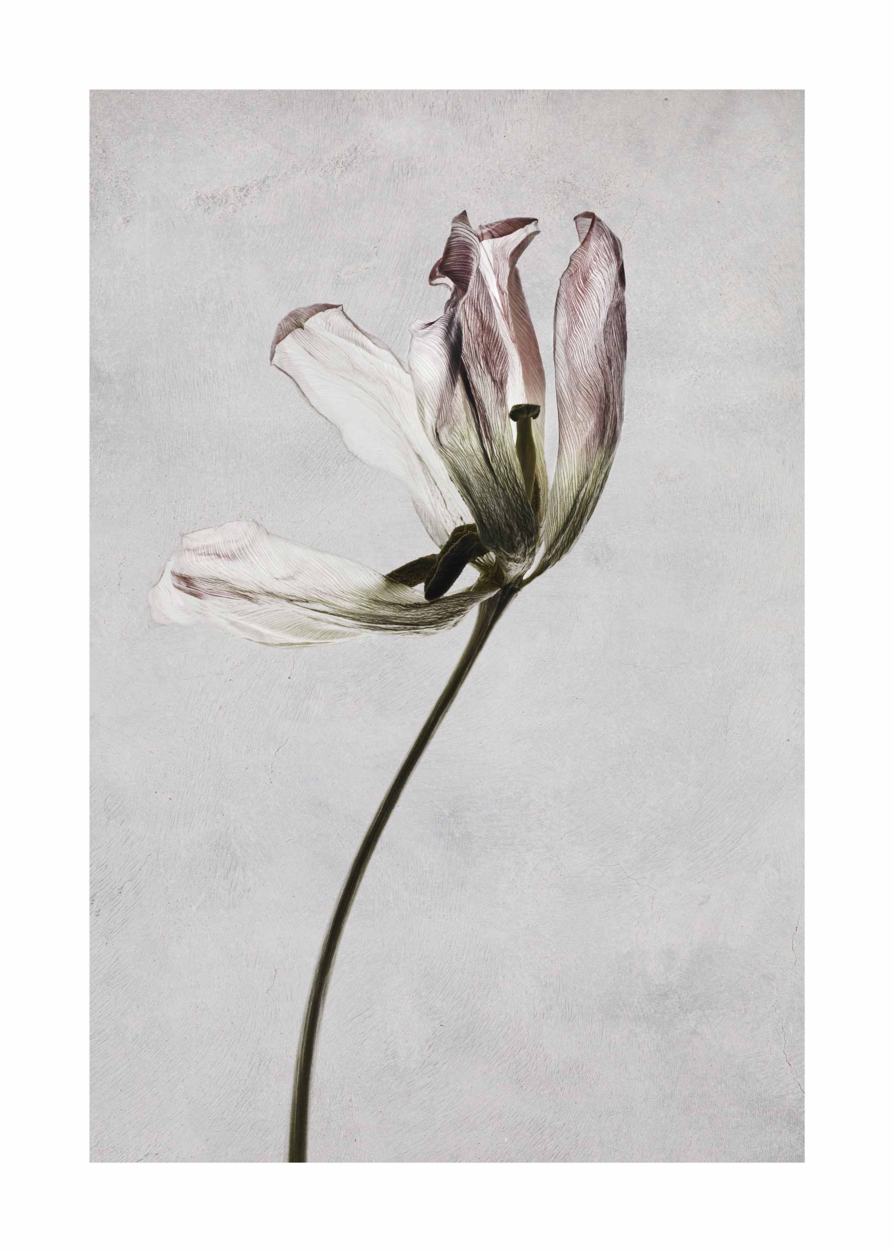 Dried Flower Poster - Botanische Illustration (30x40 cm)