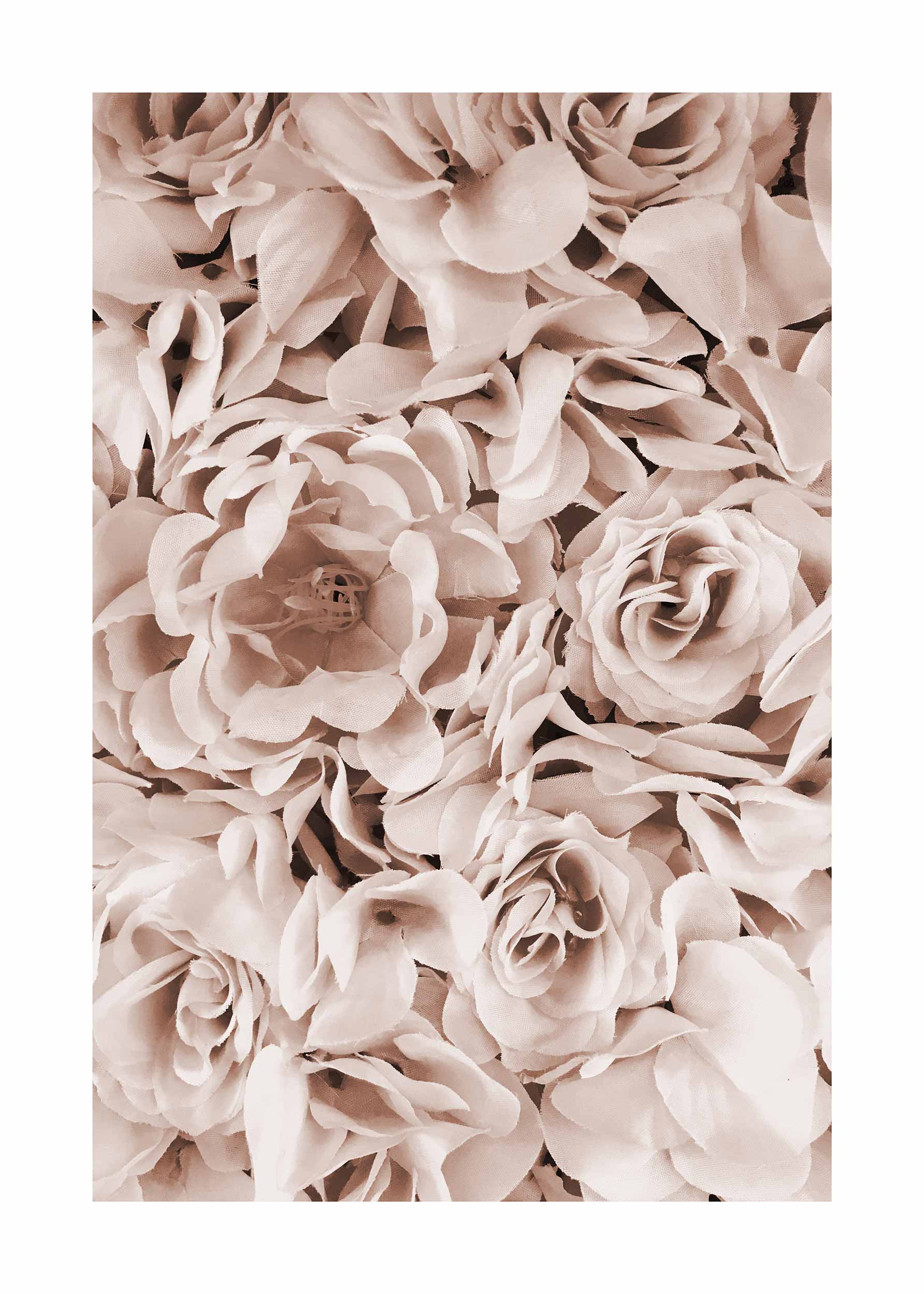 Pale Roses Poster - Blumenfotografie in Nahaufnahme (50x70 cm)