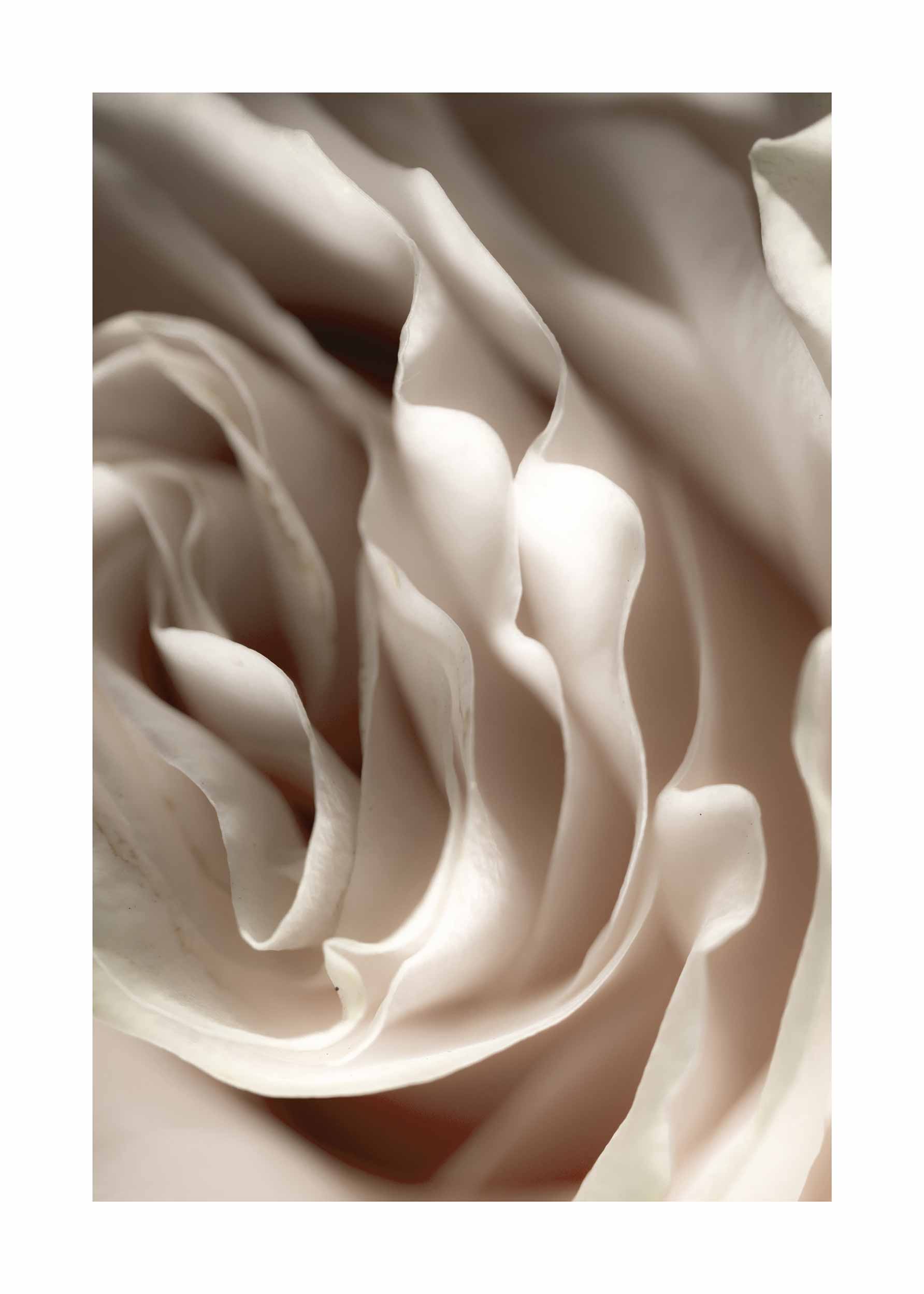 Beige Rose poster - Flower photography (21x30 cm)