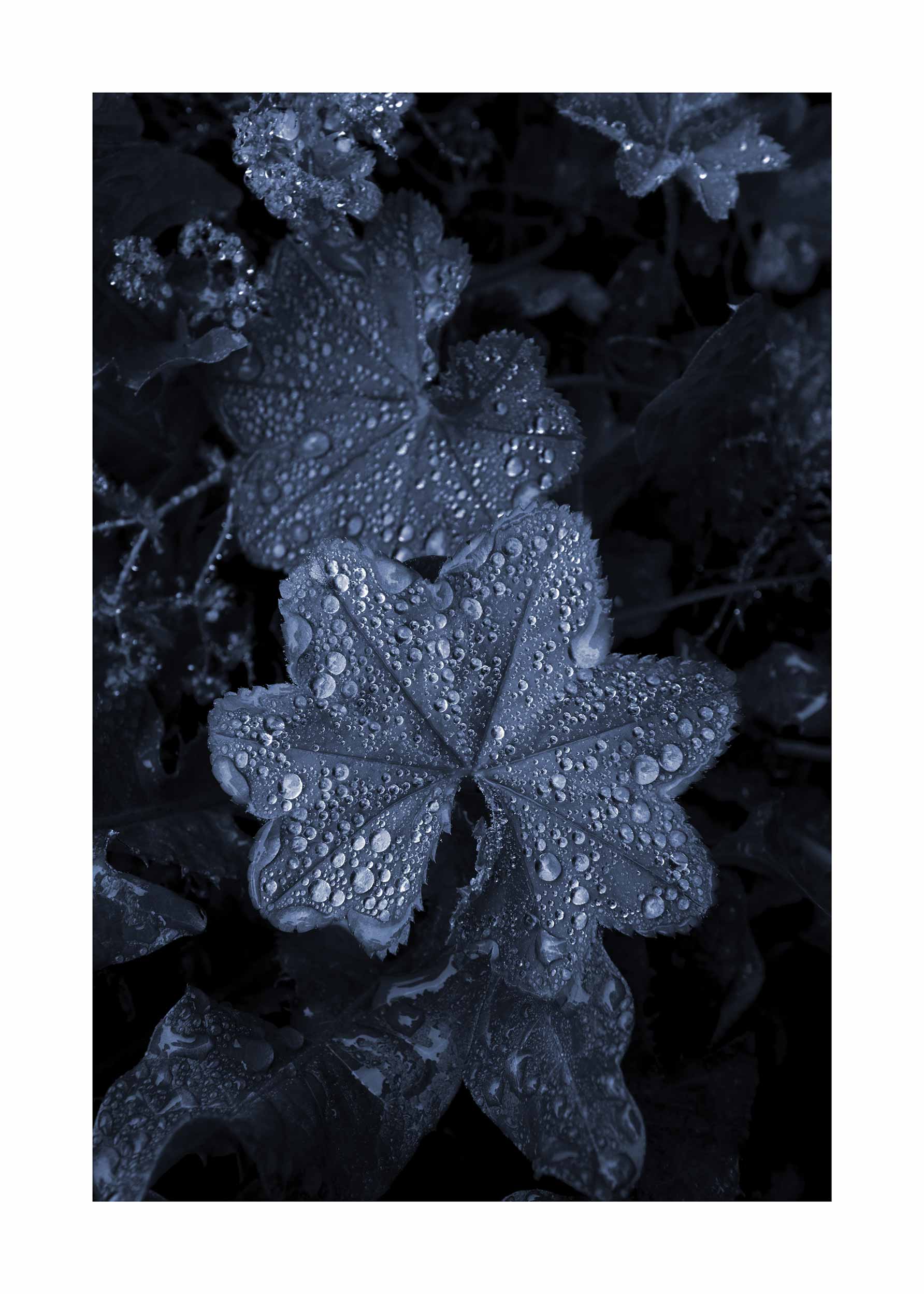Blue Leaves poster - Botanical photography (30x40 cm)