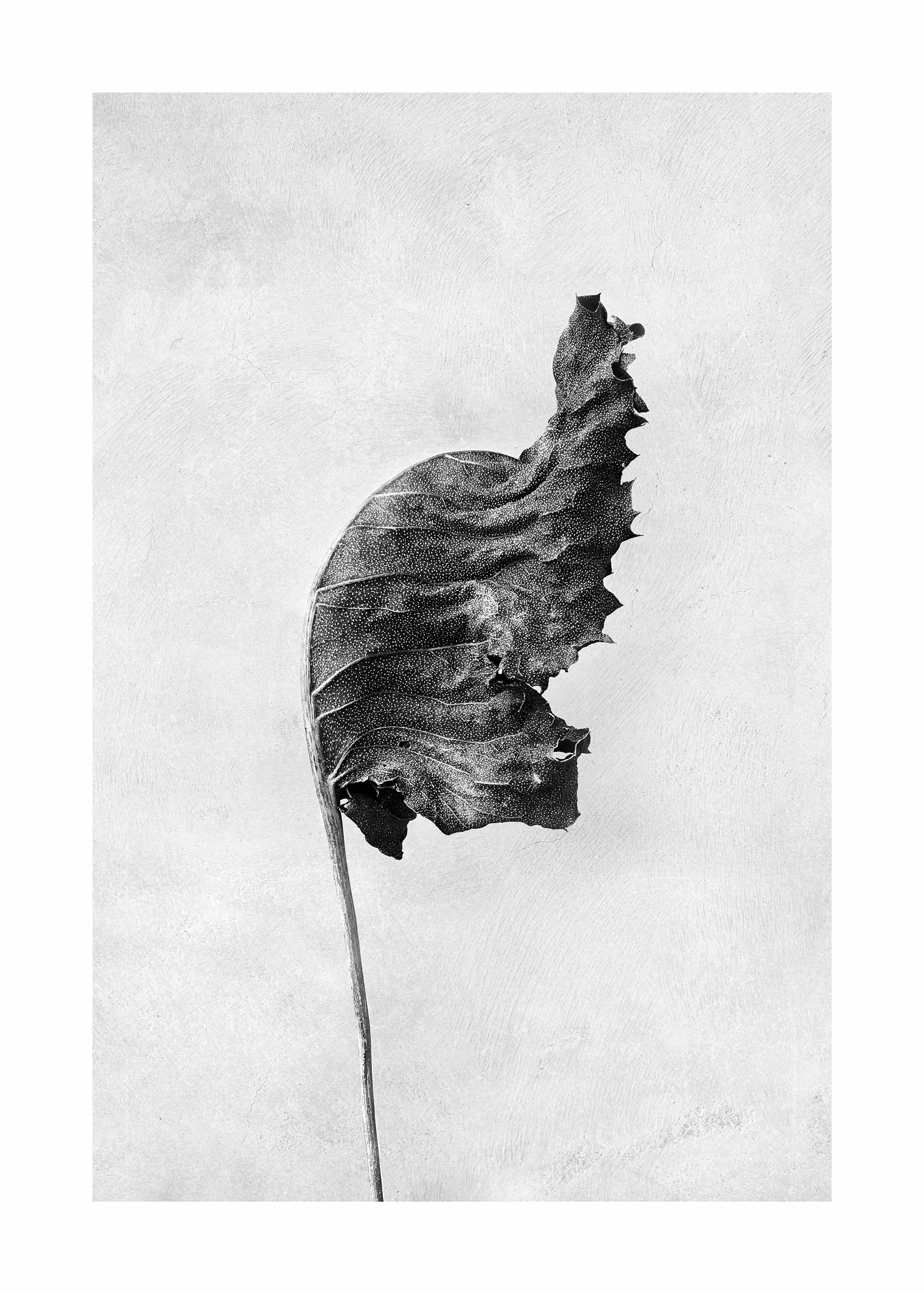 Black and White Leaf Poster - Botanische Grafik in Schwarzweiß (21x30 cm)