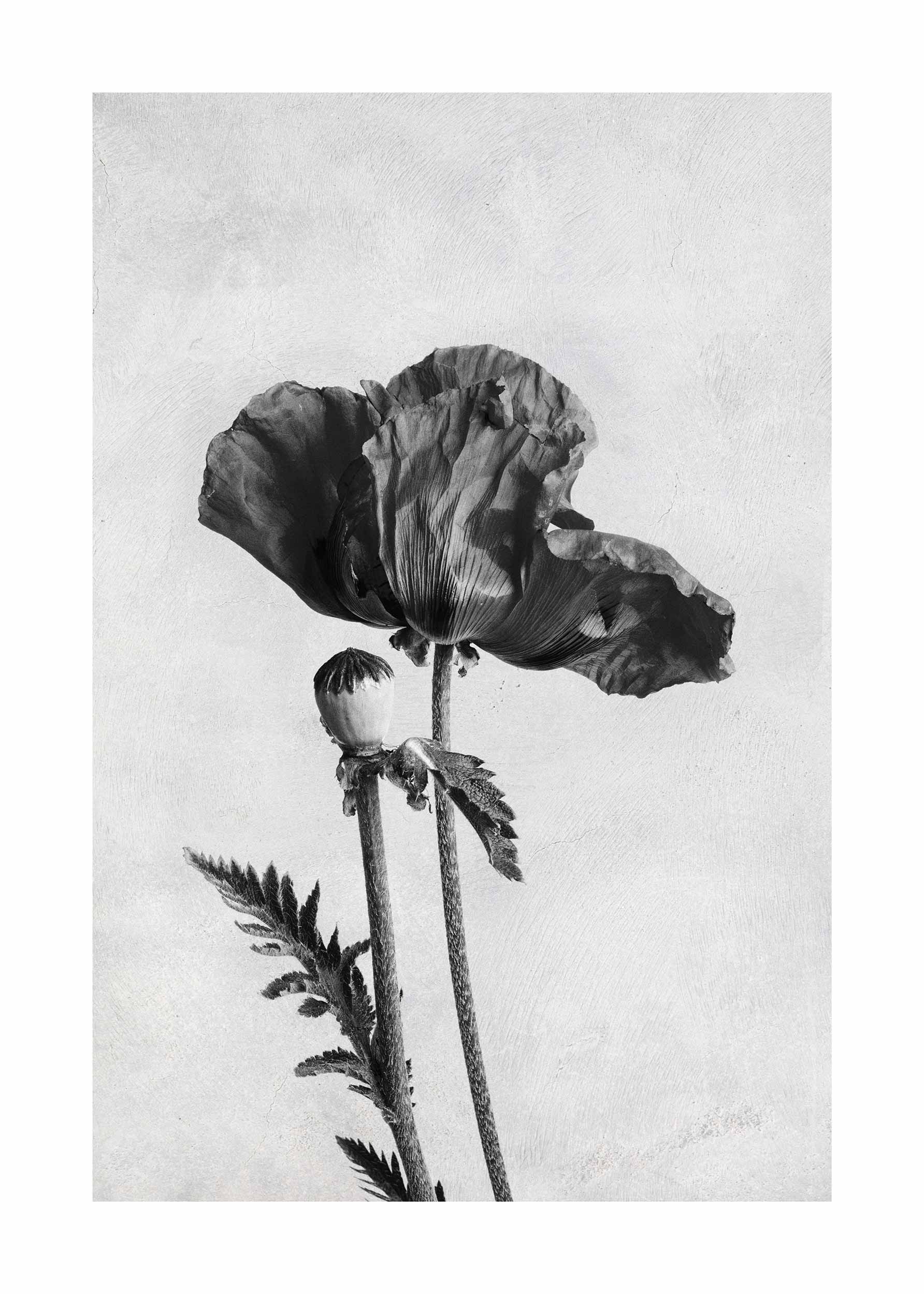 Black and White Poppy Poster - Black and white floral illustration (50x70 cm)