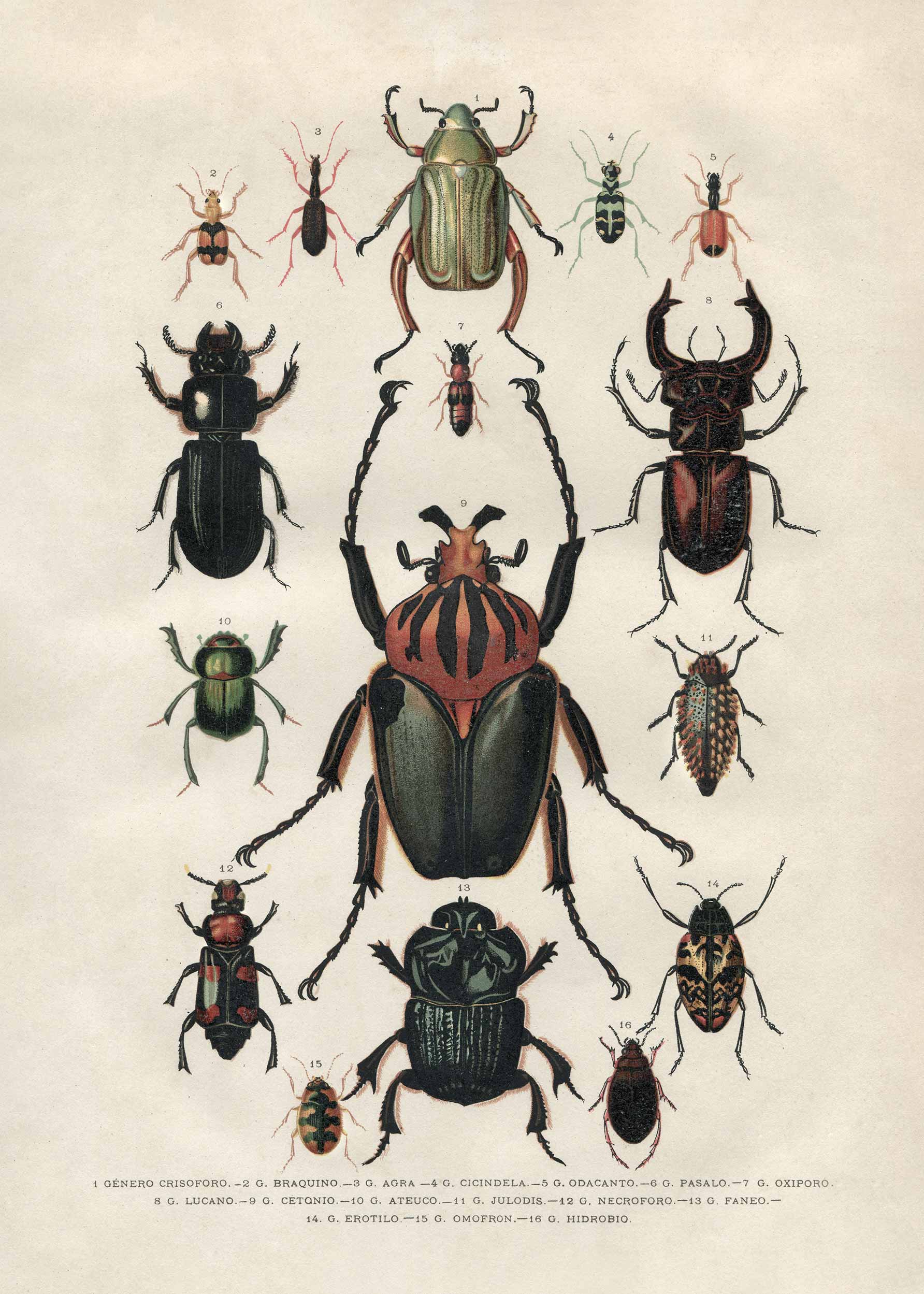 Vintage Beetles Poster - Animal illustration (30x40 cm)