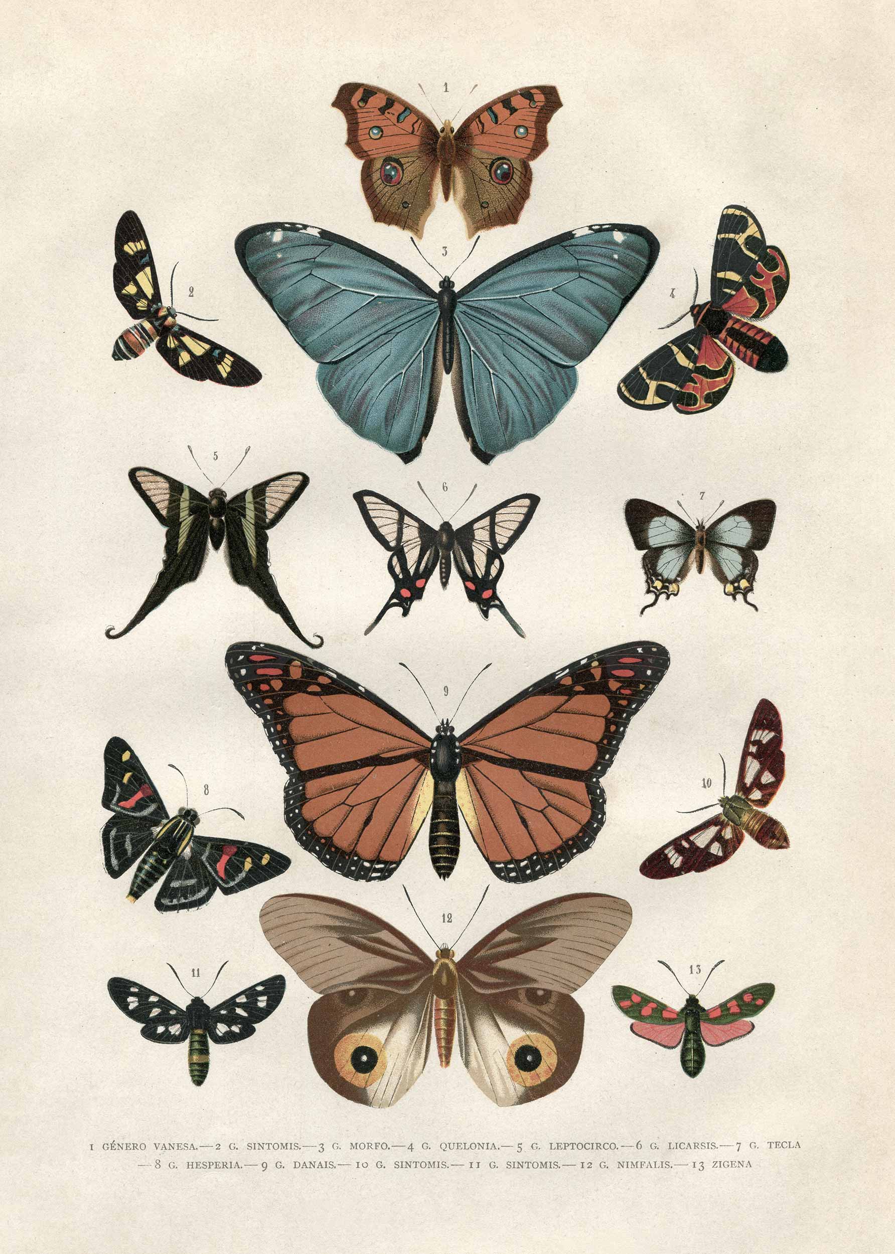 Vintage Butterflies Poster - Animal illustration (50x70 cm)