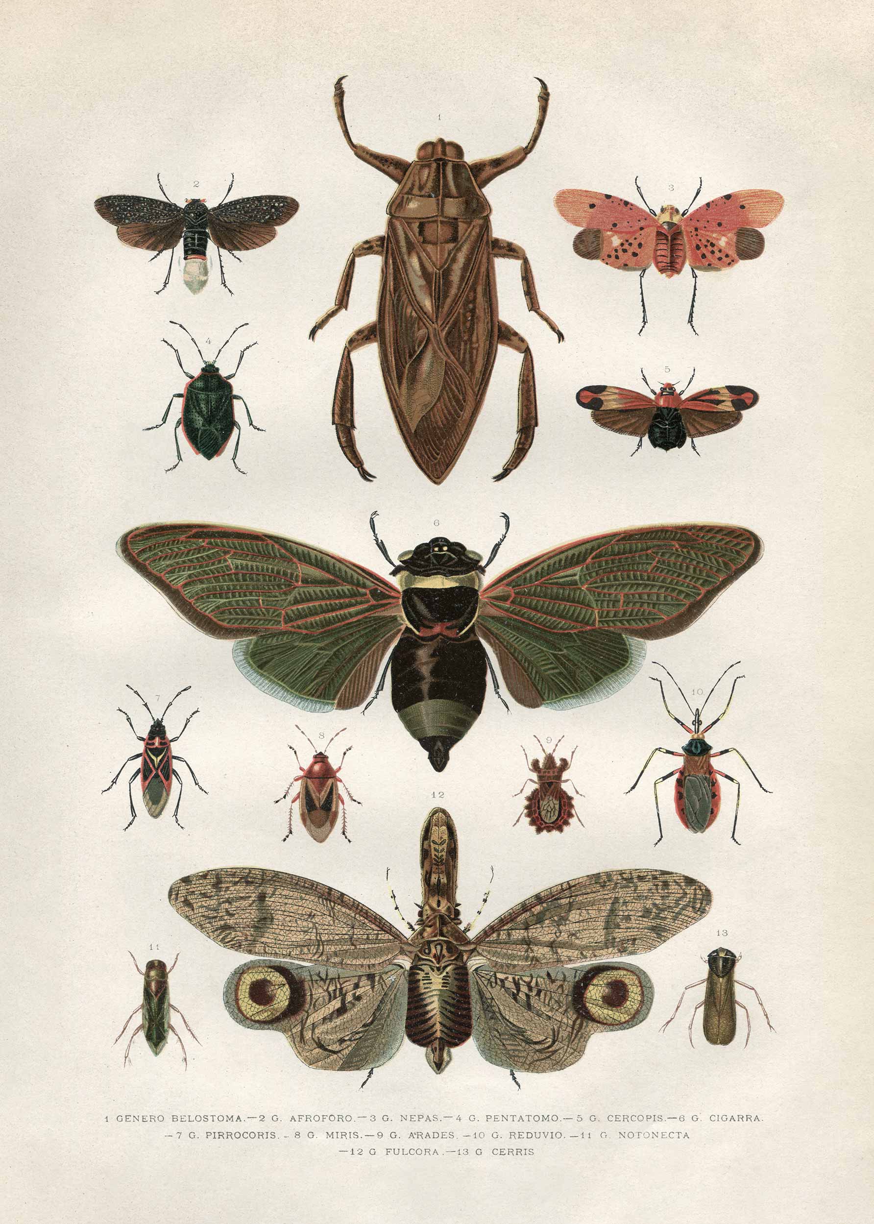 Vintage Insects poster - Animal illustration (50x70 cm)