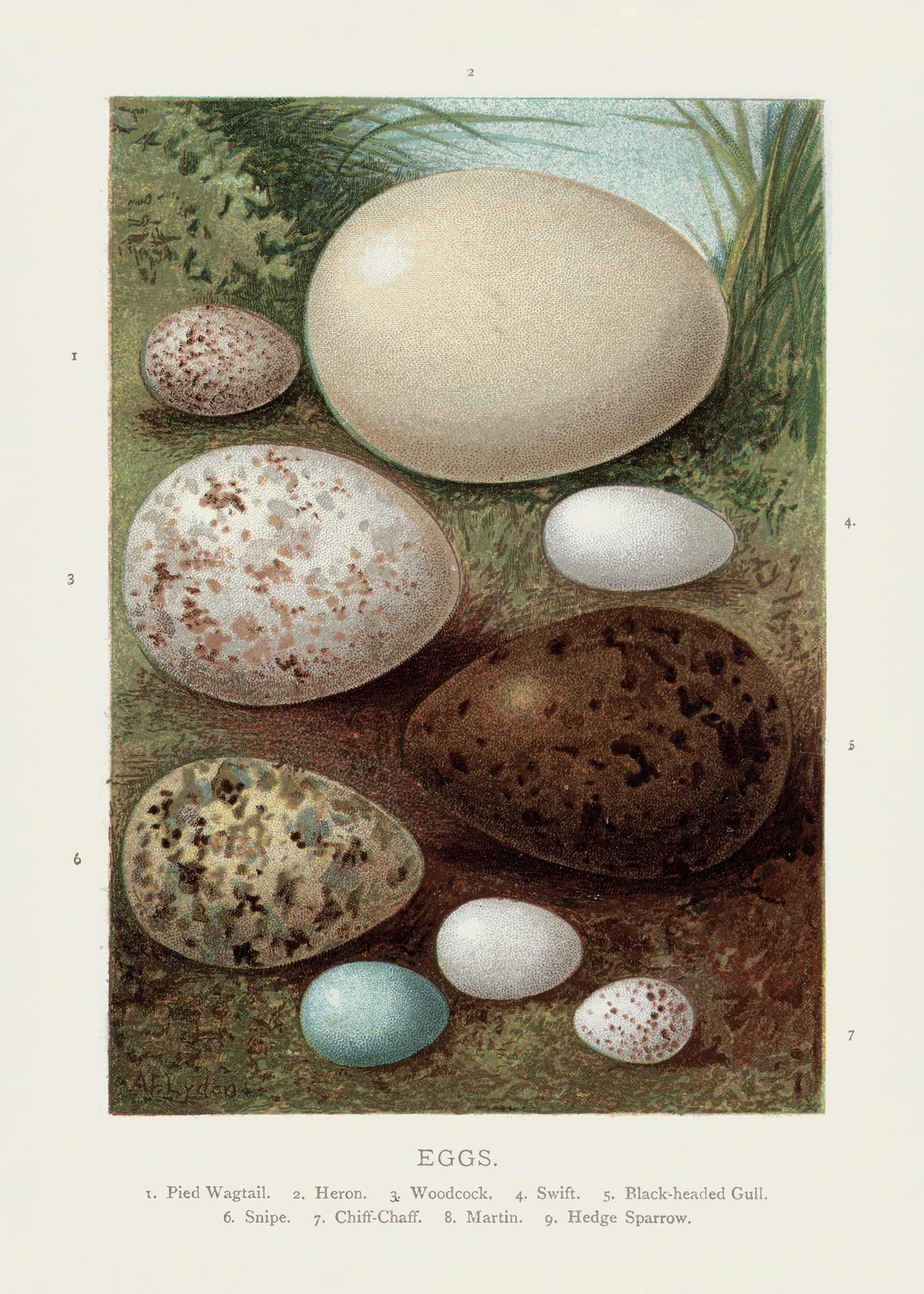 Vintage Bird Eggs Poster - Animal illustration (50x70 cm)