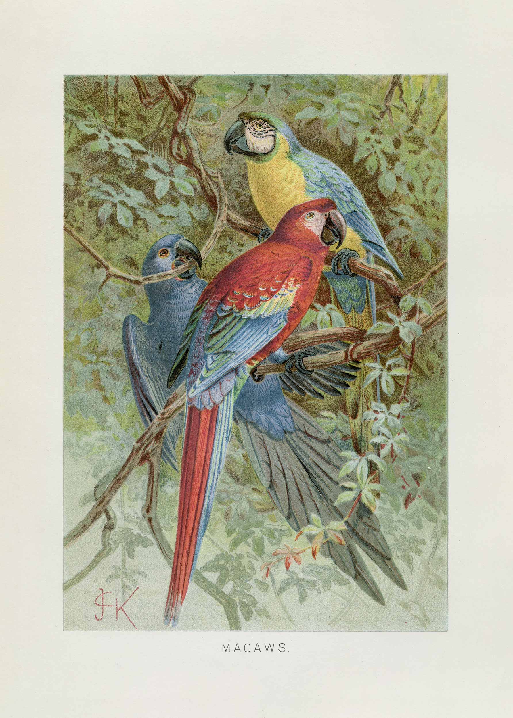 Vintage Macaws poster - Animal illustration (30x40 cm)