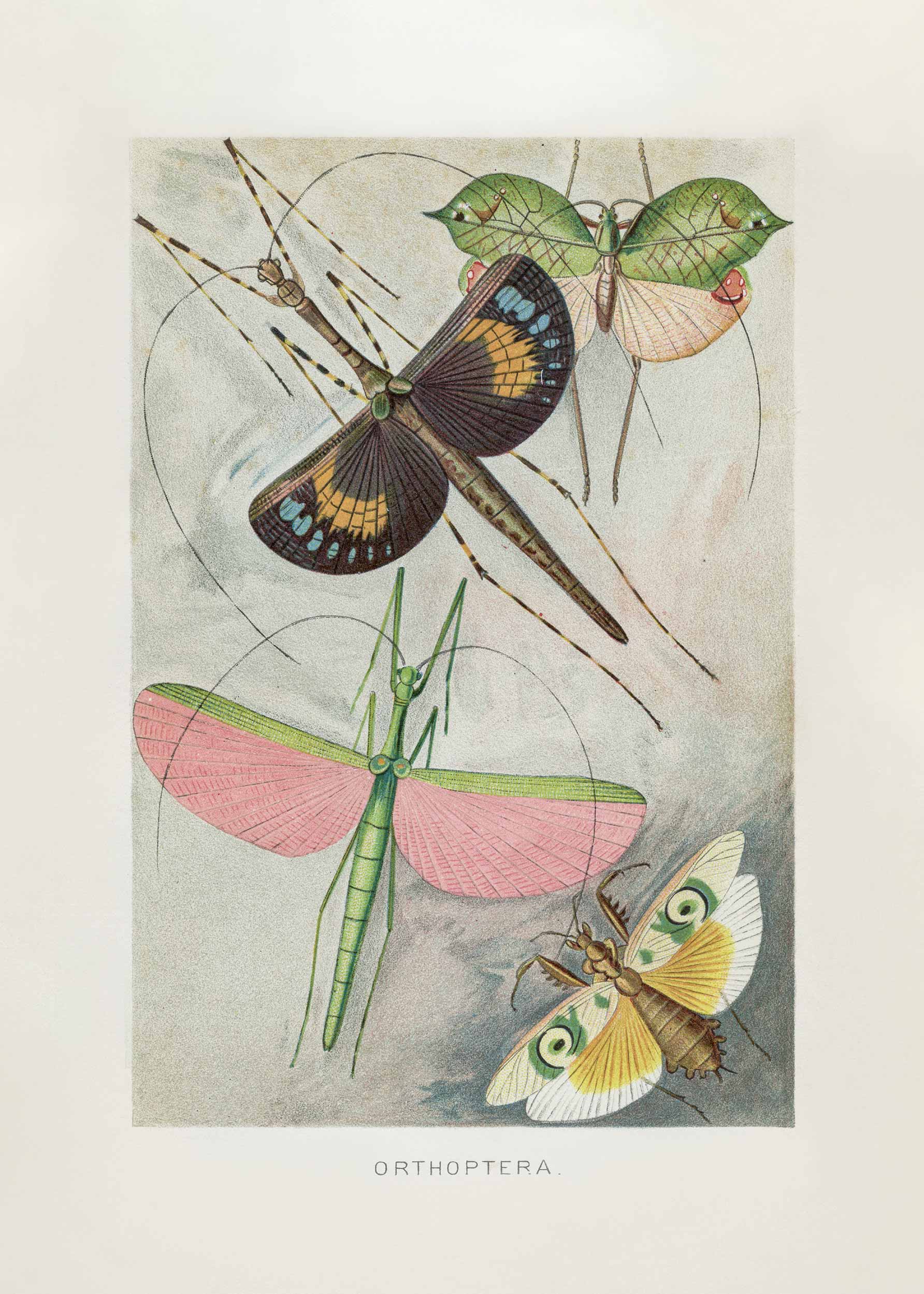 Vintage Orthoptera Poster - Animal illustration (30x40 cm)