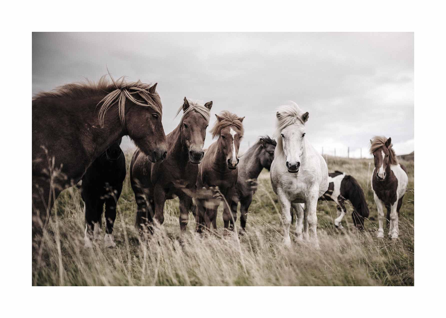 Icelandic Horses Poster - Animal photography (50x70 cm)