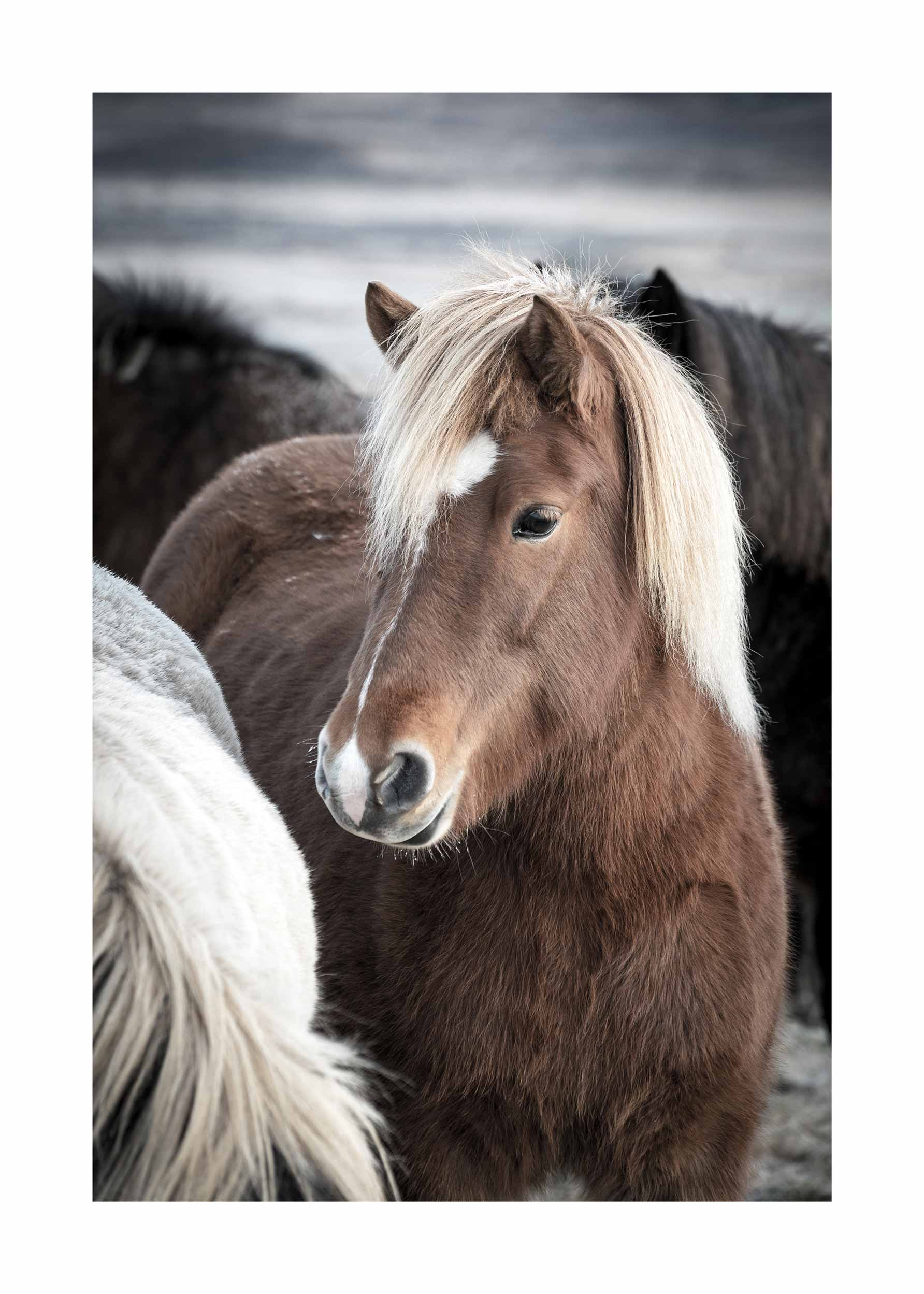 Icelandic Horse Poster - Tierfotografie in Nahaufnahme (50x70 cm)