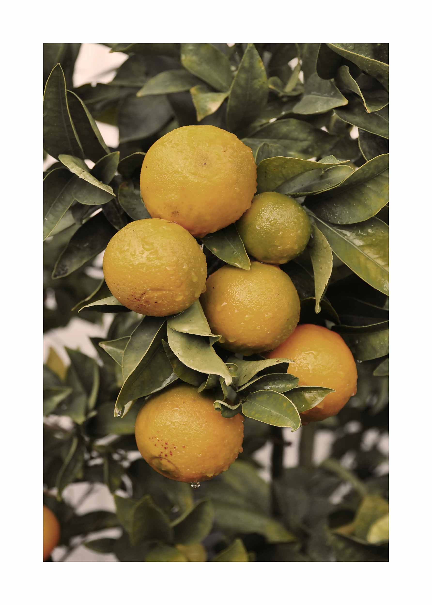 Orange Tree Poster - Lemon branch photography (40x50 cm)