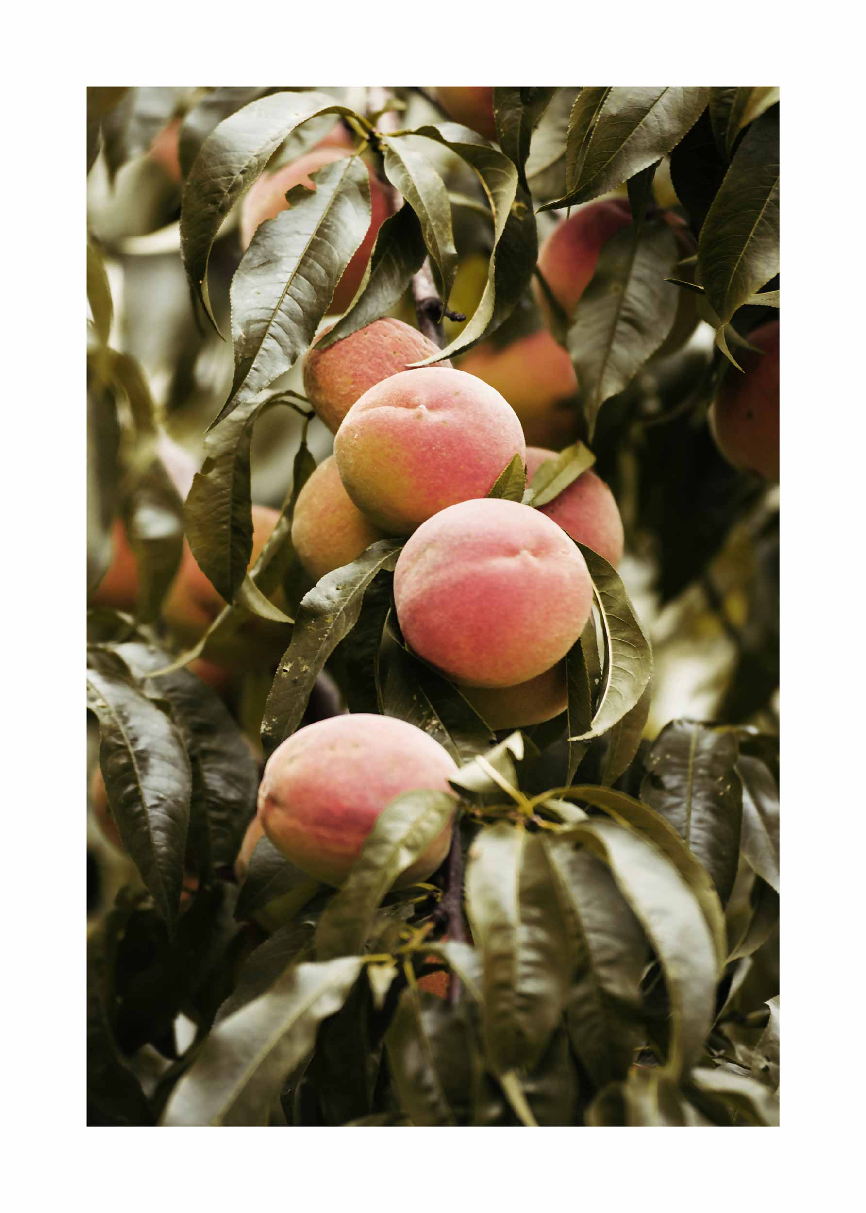 Peach Tree Poster - Fruit photography (21x30 cm)
