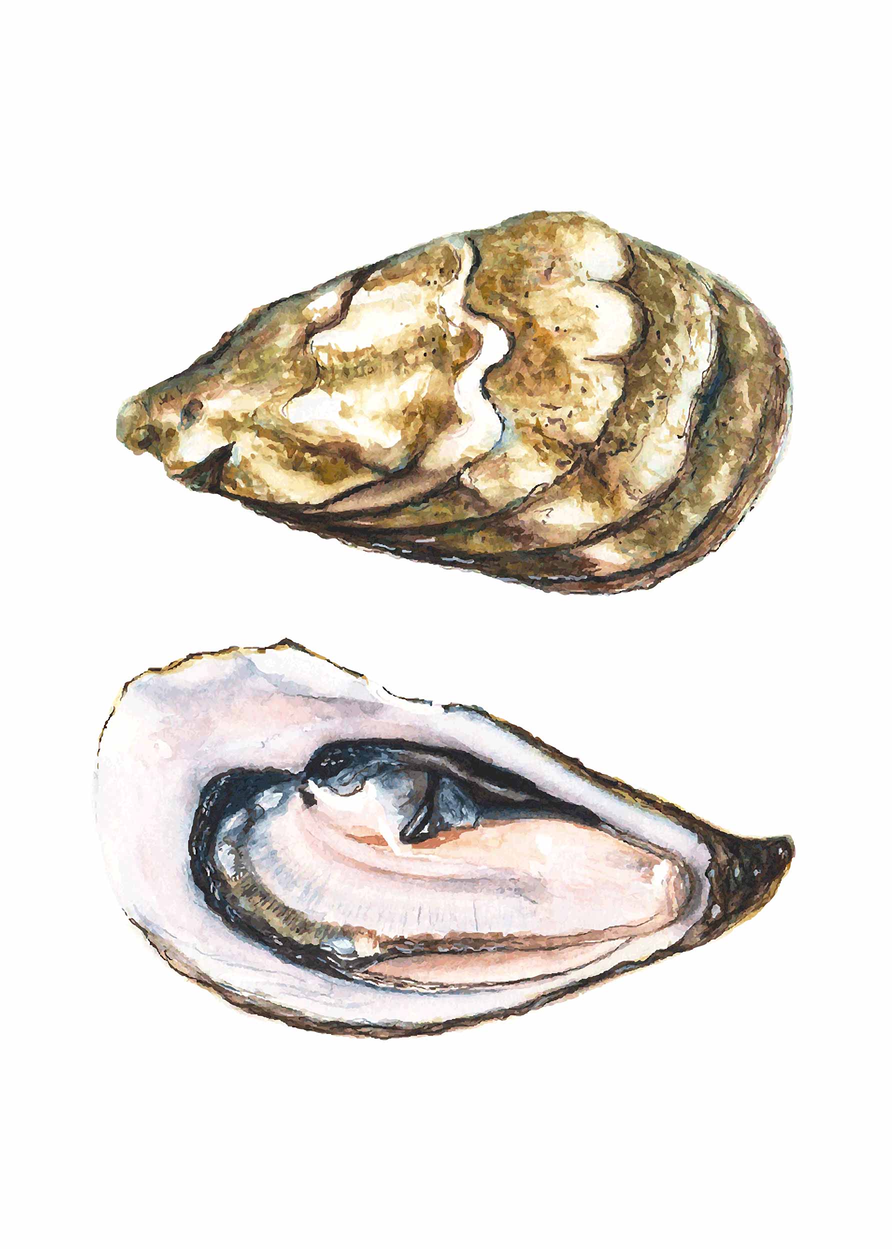 Watercolor Oyster Poster - Oyster watercolour (21x30 cm)