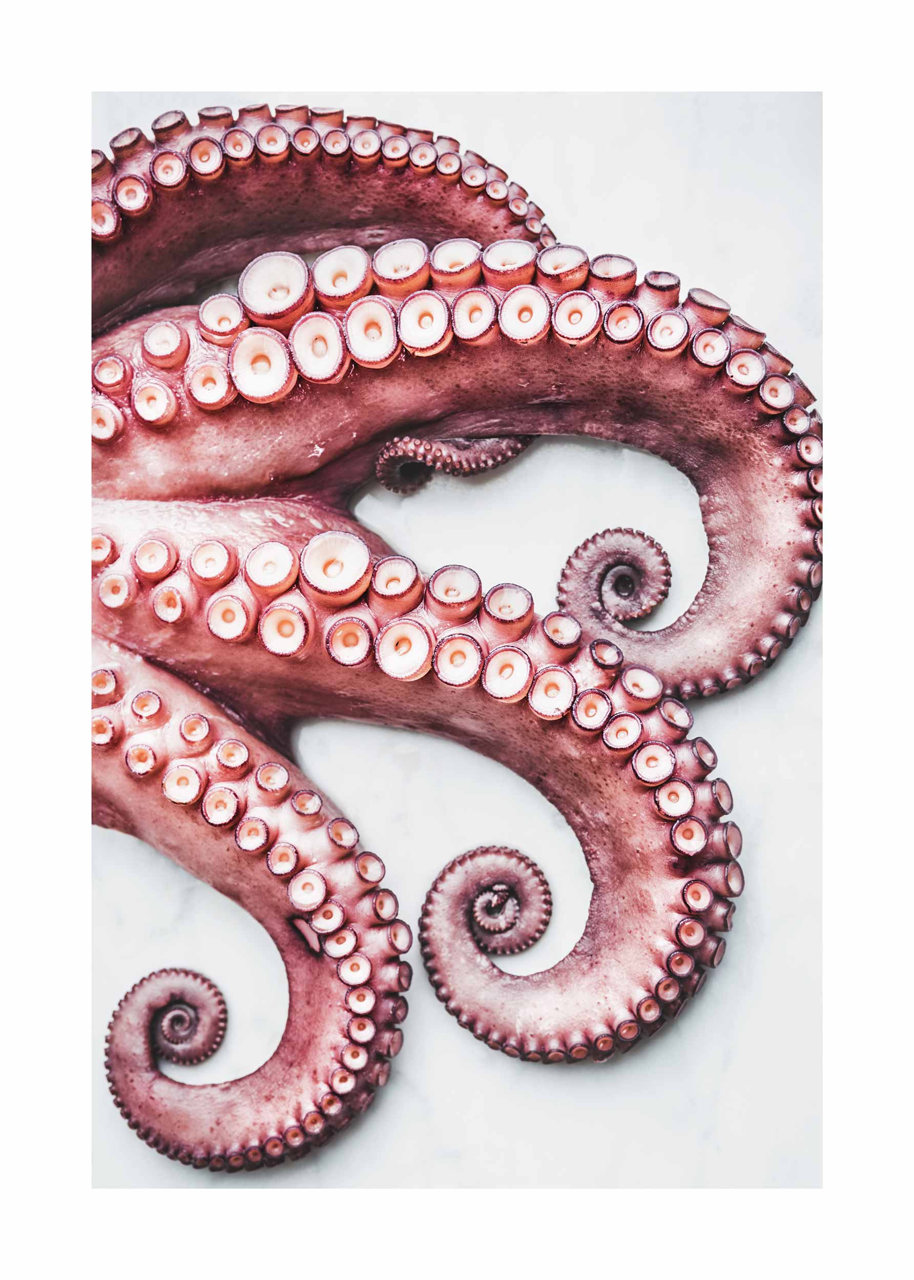 Octopus Arms Poster - Animal photography (50x70 cm)