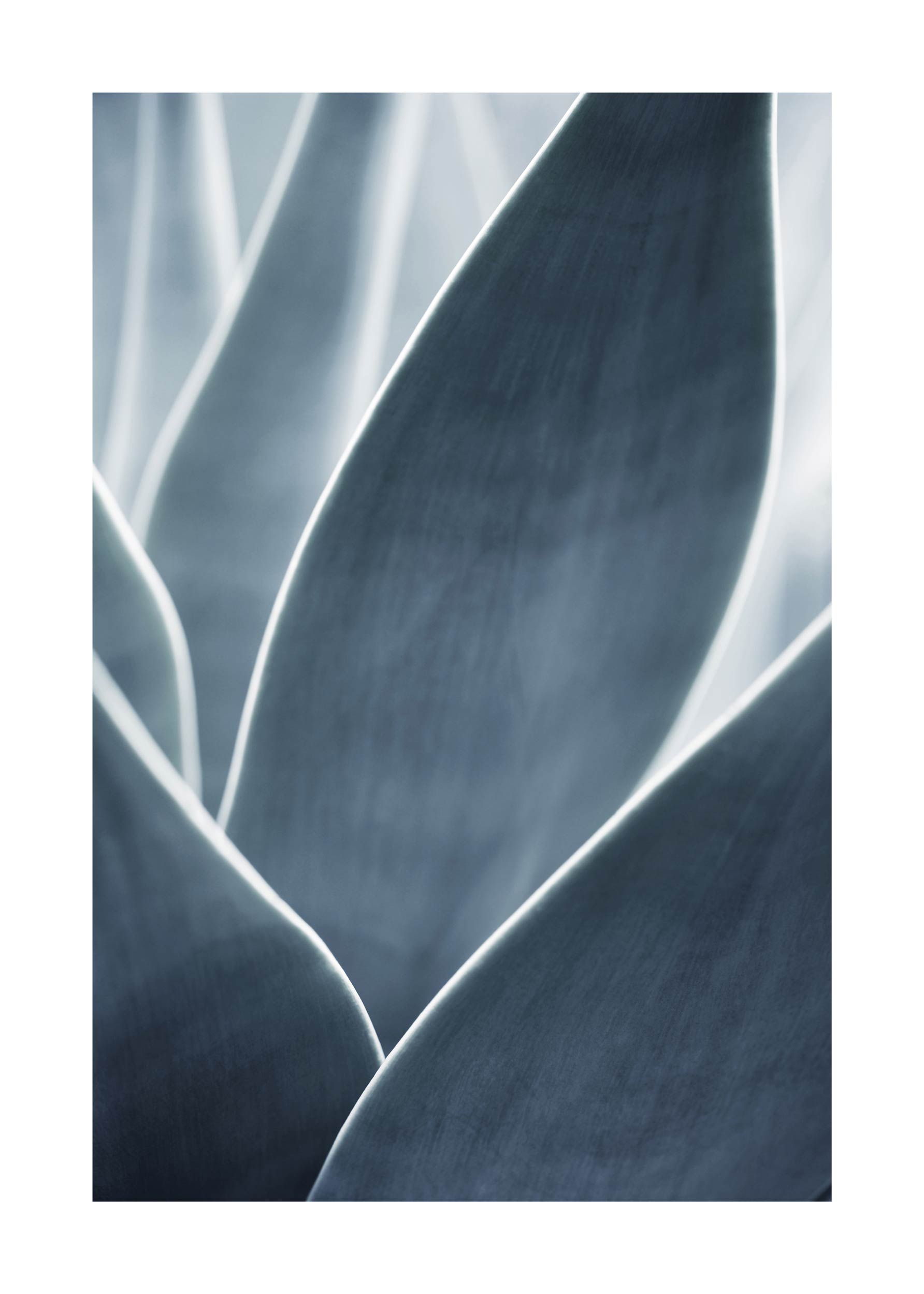 Agave Plant No.2 Poster - Botanical illustration (40x50 cm)