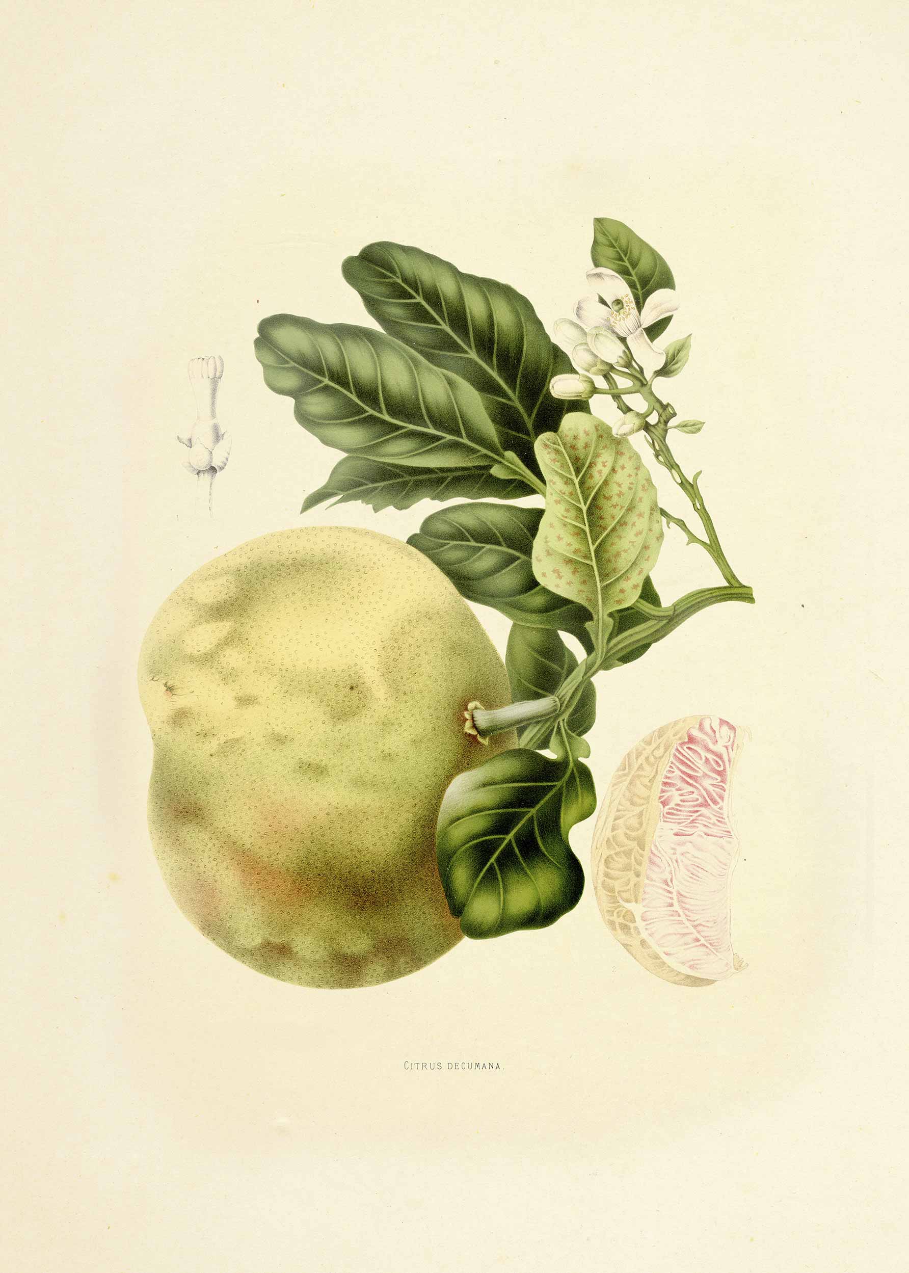 Vintage Pomelo Poster - Botanical illustration (50x70 cm)
