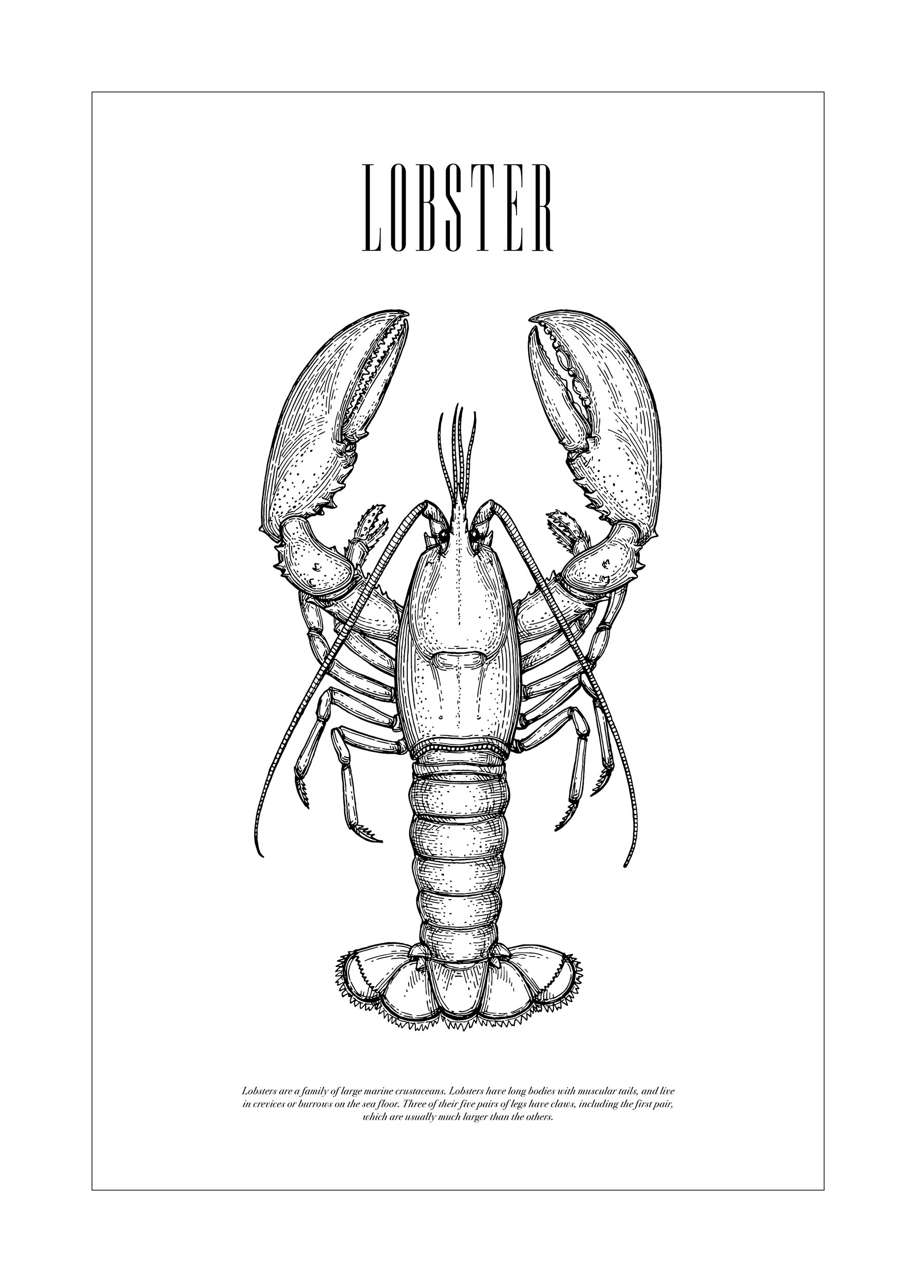 Lobster Illustration Poster - Animal line art (50x70 cm)
