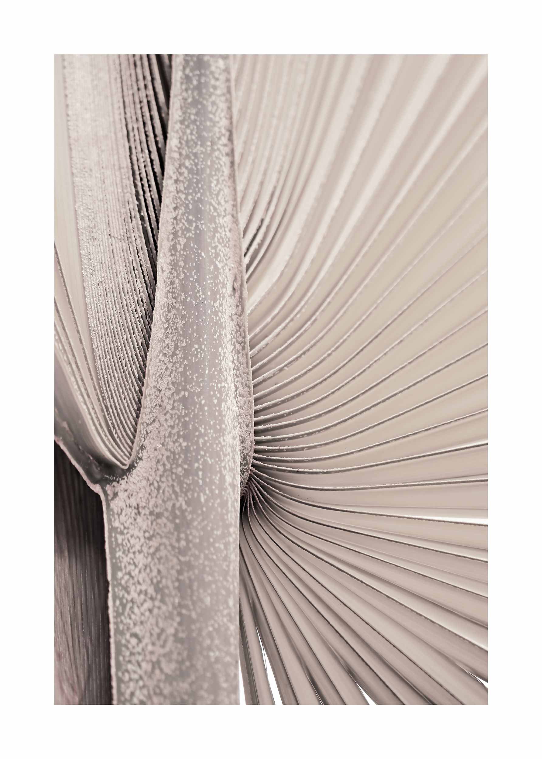Beige Palm Leaf No.2 plakat - Botanisk illustration (21x30 cm)