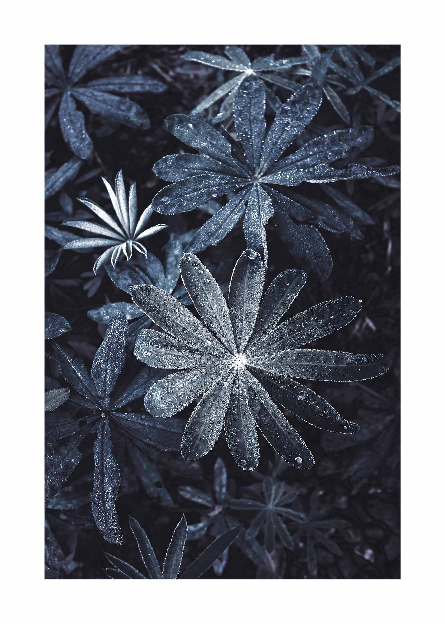 Blue Aralia Plant Poster - Plant photography (21x30 cm)