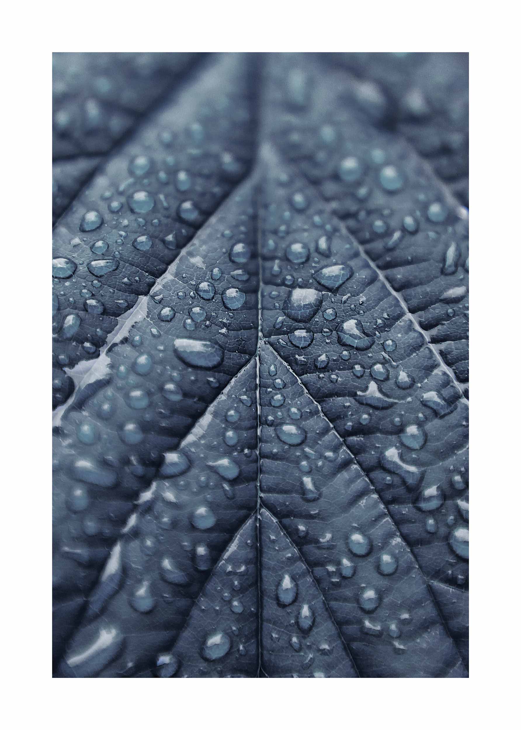 Blue Leaf Poster - Nature photography (21x30 cm)