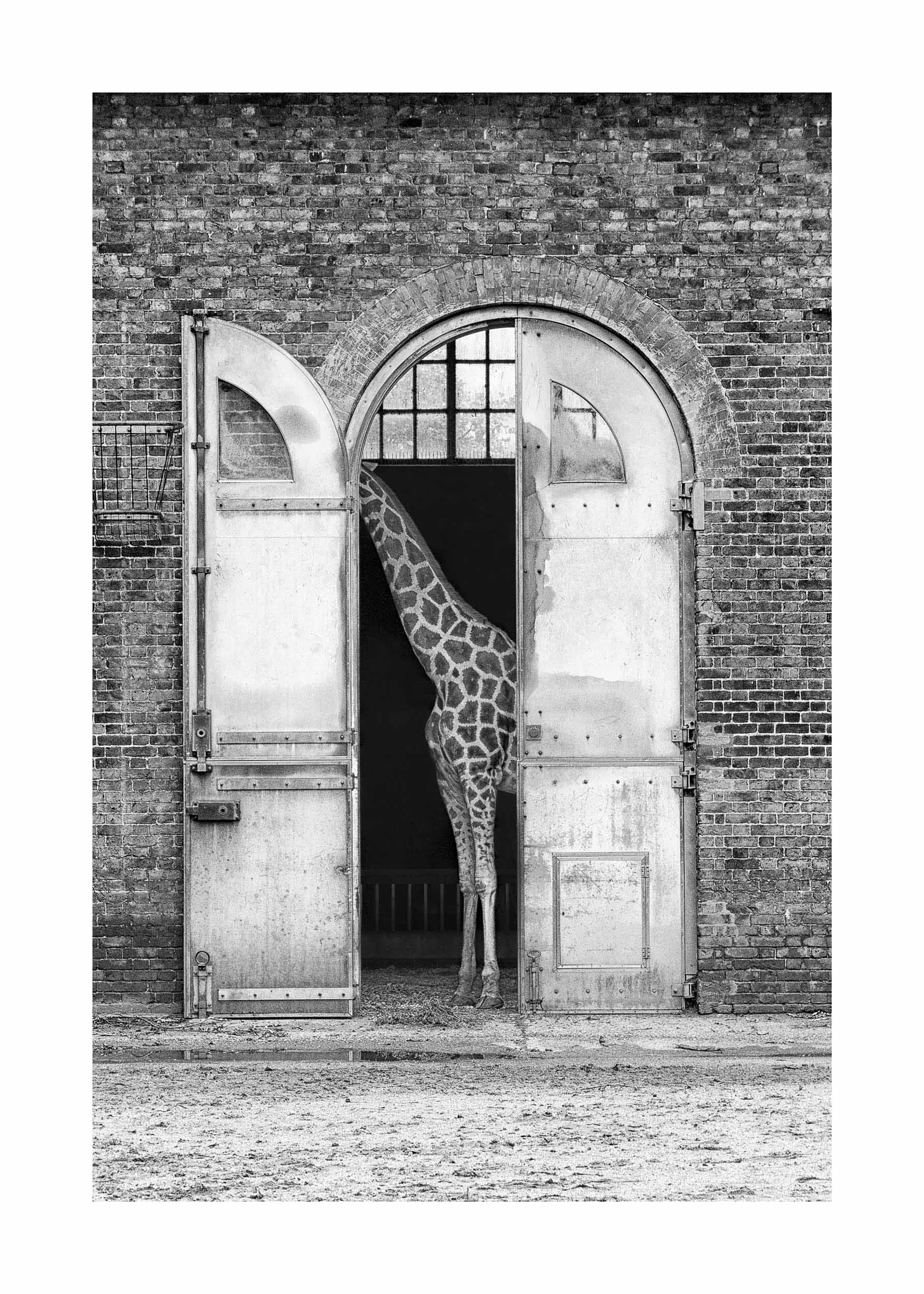 Giraffe Hiding poster - Giraffe photography in black and white (30x40 cm)